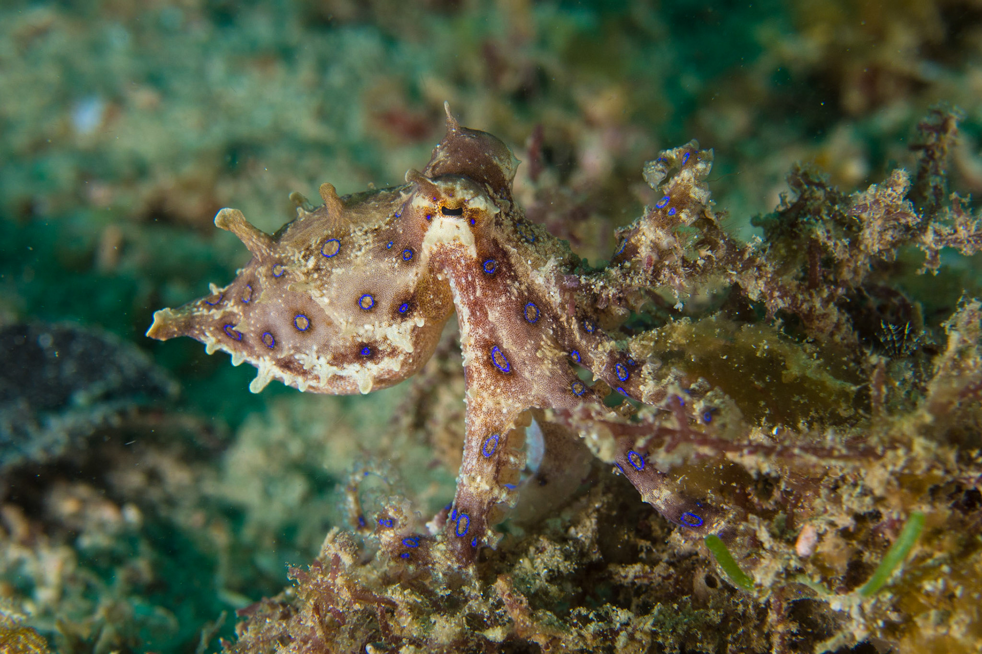 Blue Ringed Octopuses