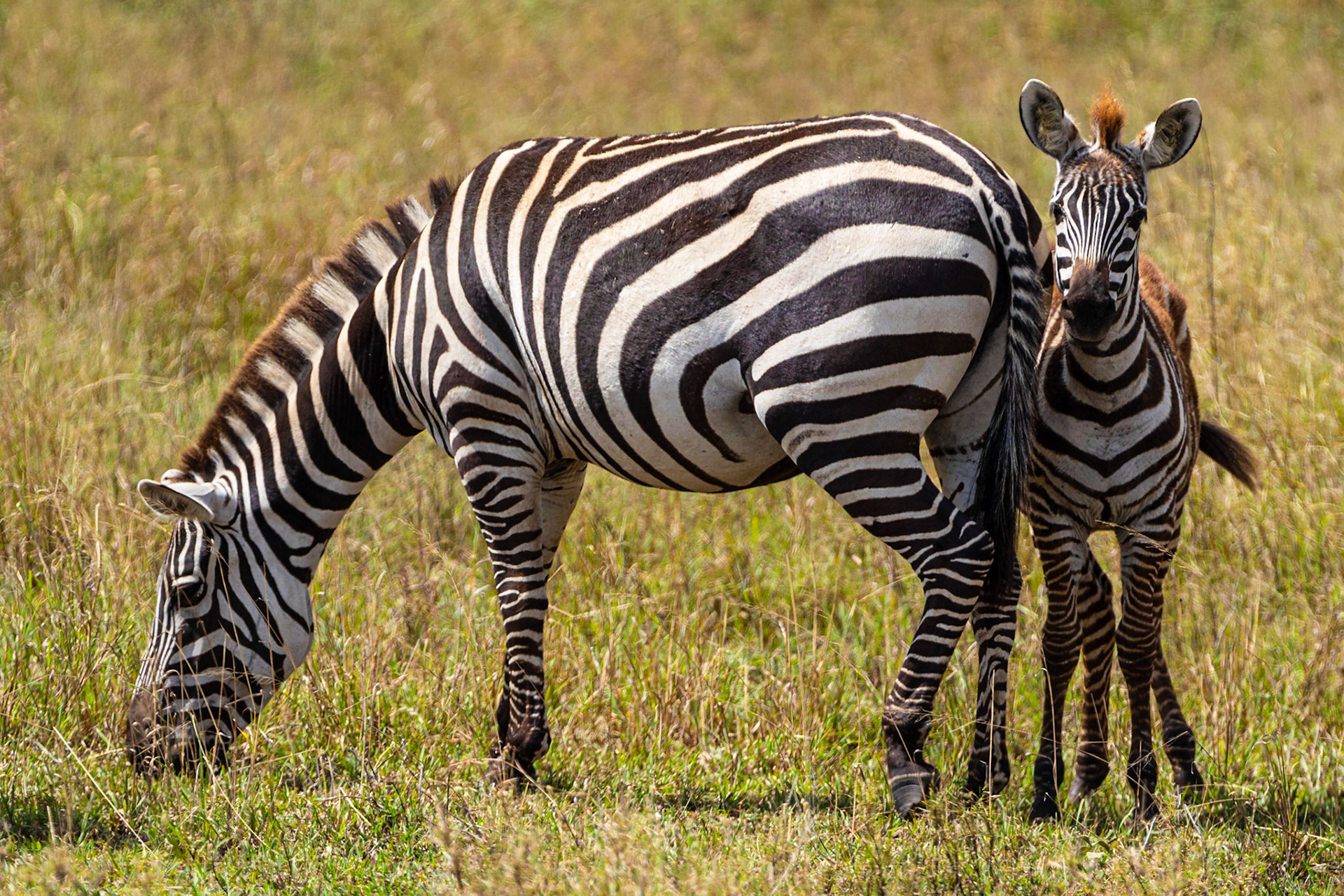 Common Zebra