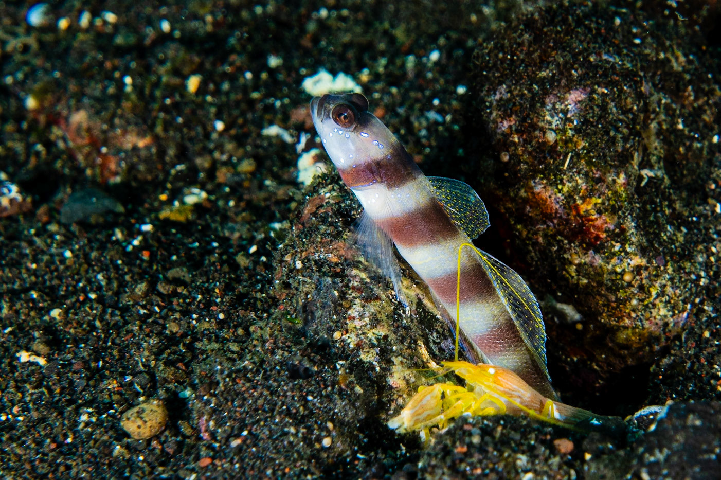 Steinitz' Shrimpgoby and Alpheus sp.