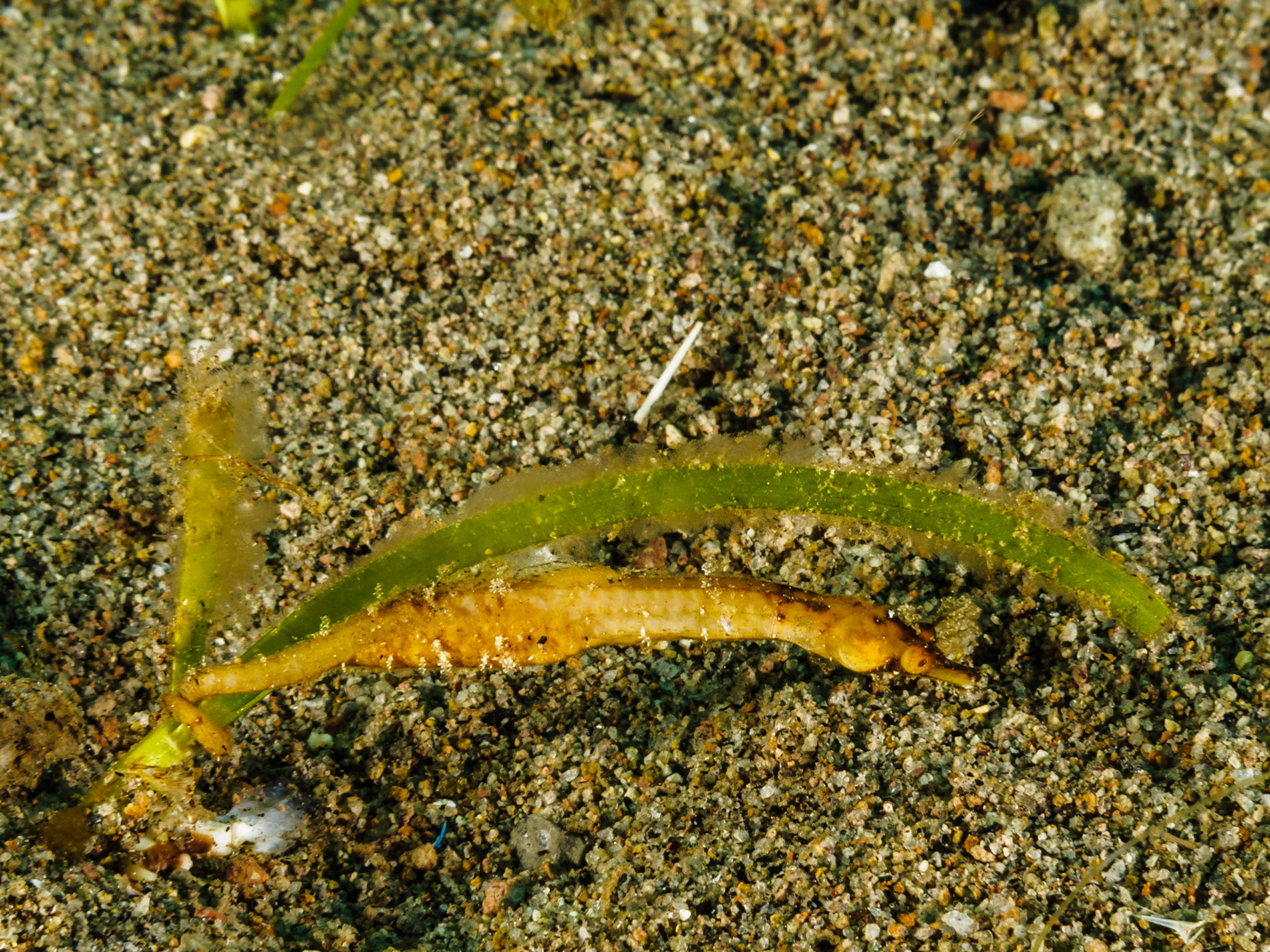 Shortpouch Pygmy Pipehorse