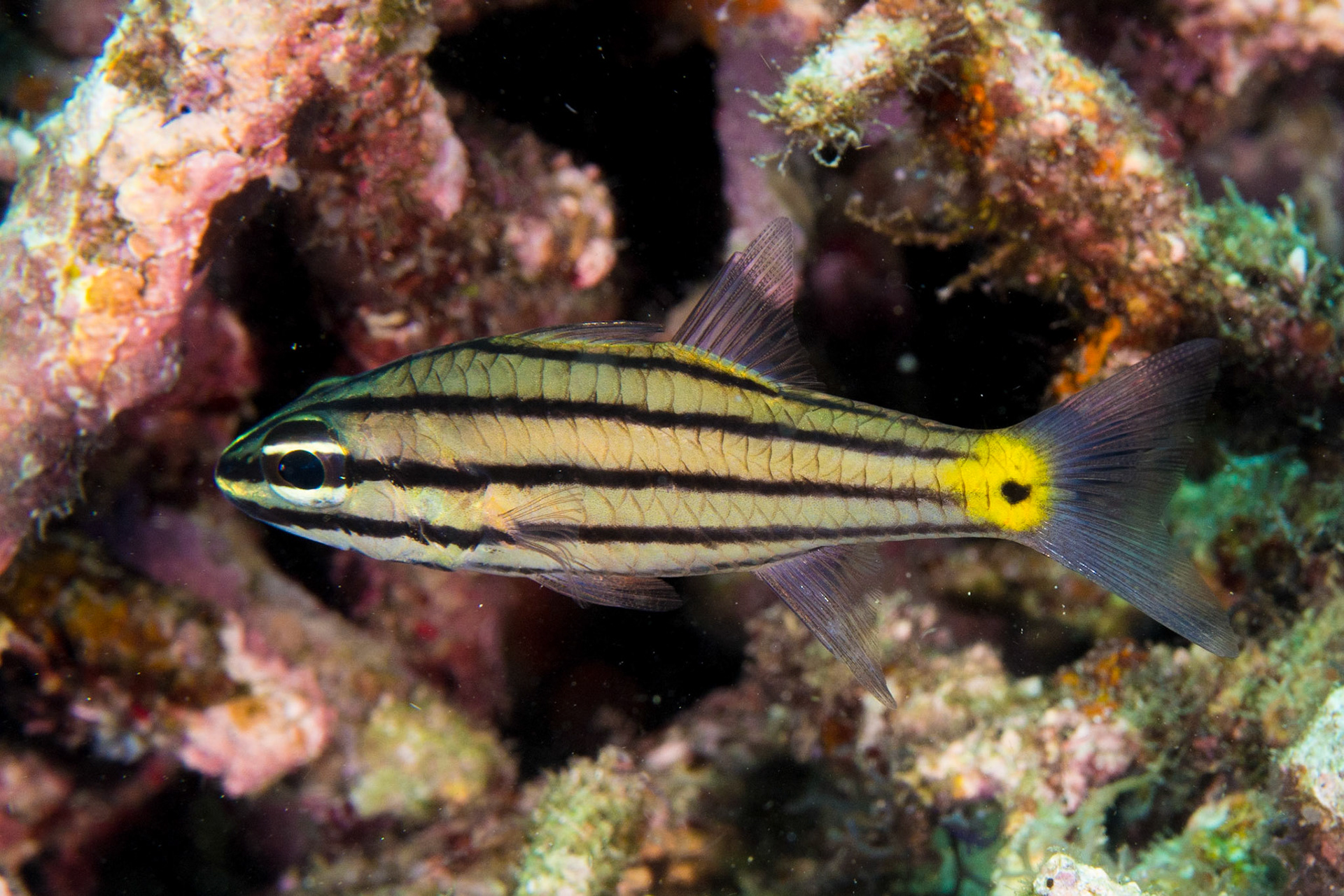 Toothy Cardinalfish