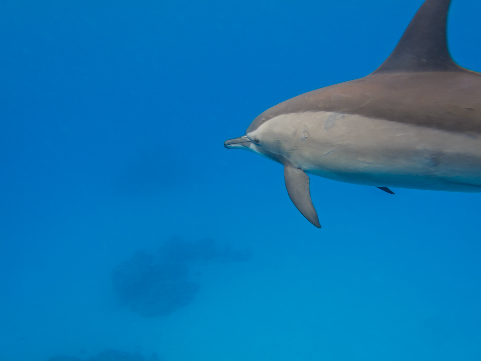 Snorkeling with Little Bottlenose Dolphins