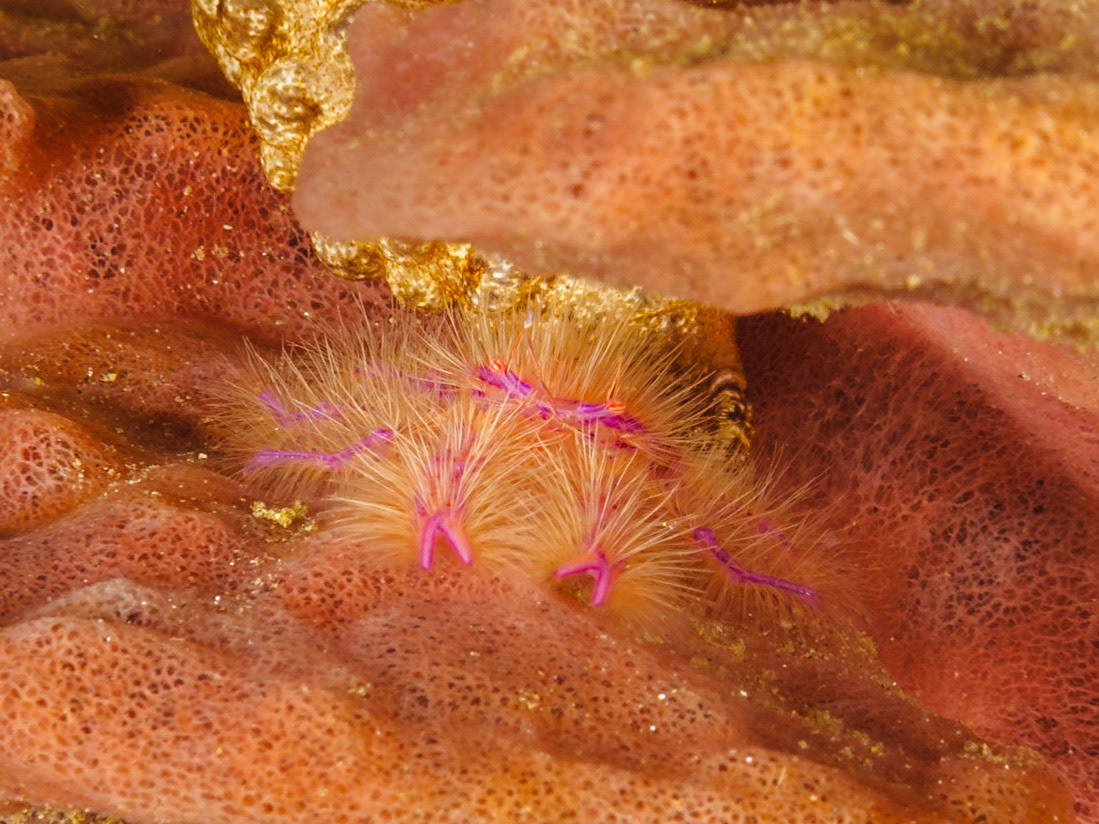 Hairy Squat Lobster