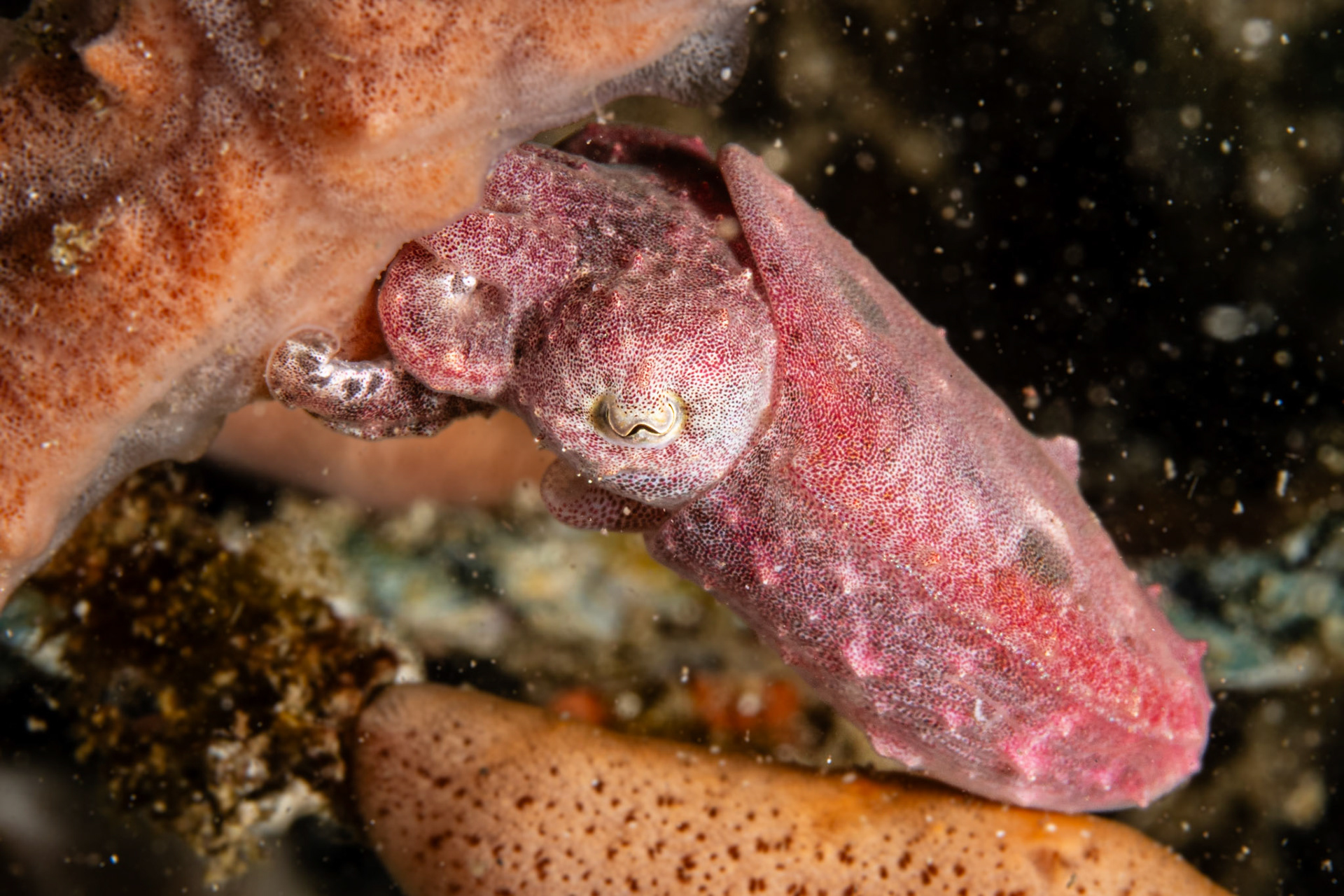 Dwarf Cuttlefish