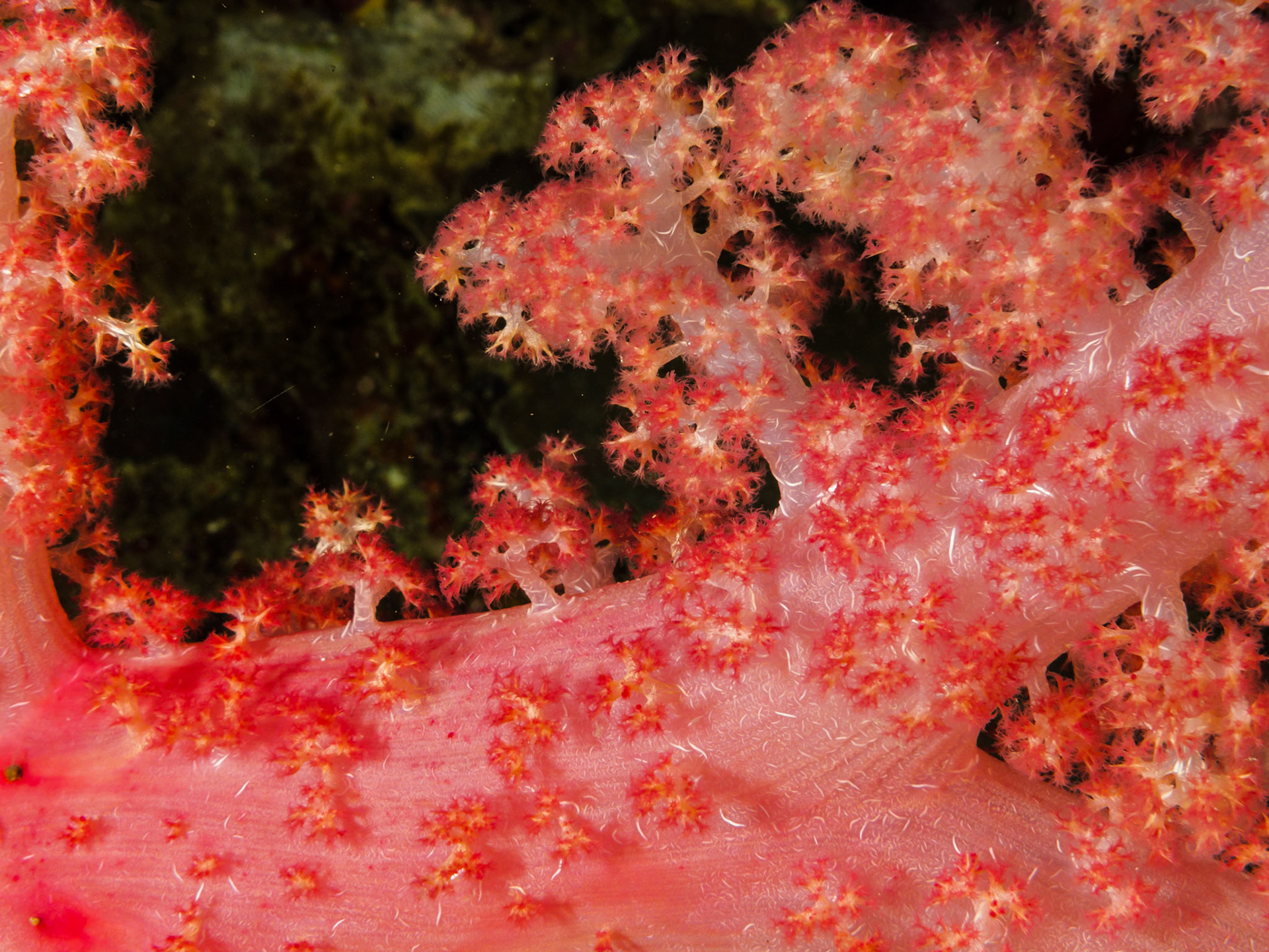 Glomerate Tree Coral