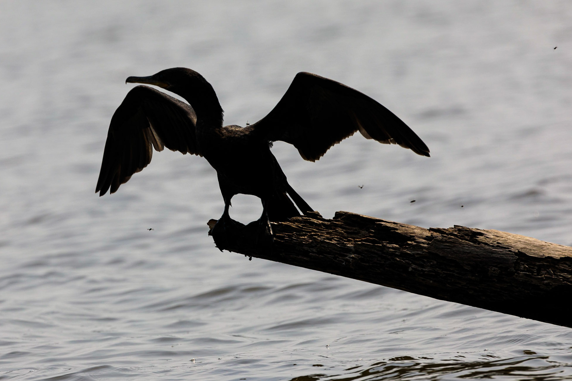 Neotropic Cormorant