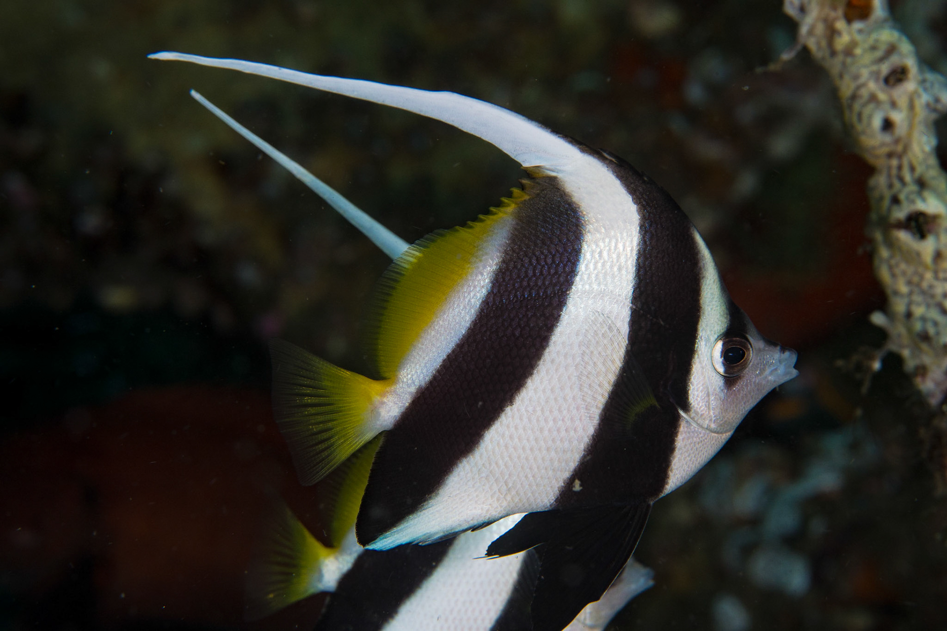 Longfin Bannerfish