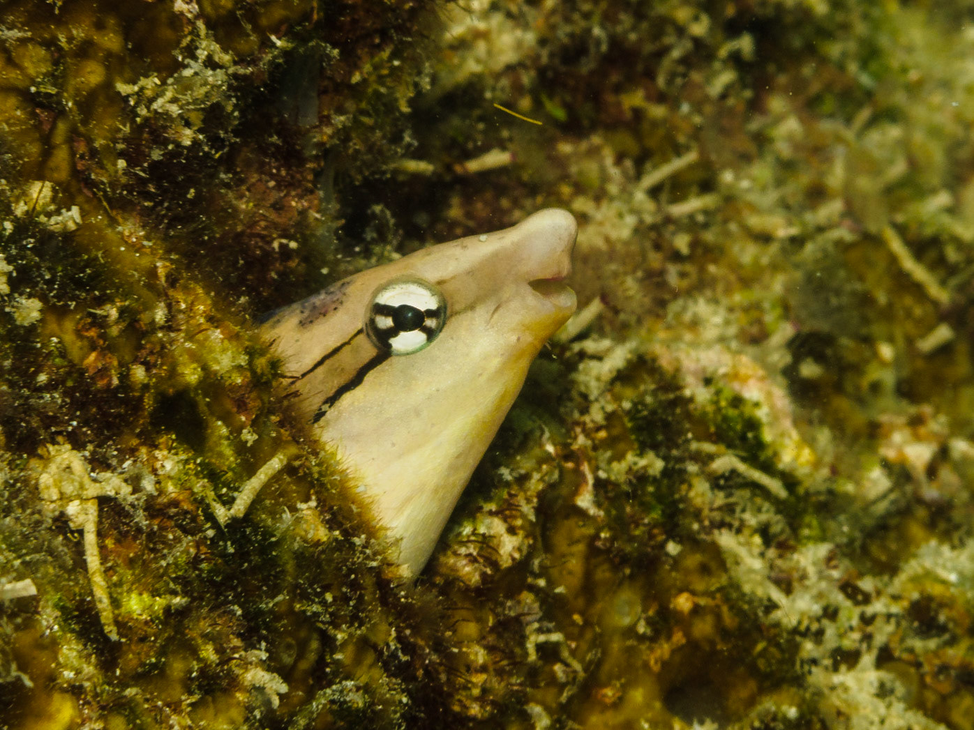 False Cleanerfish