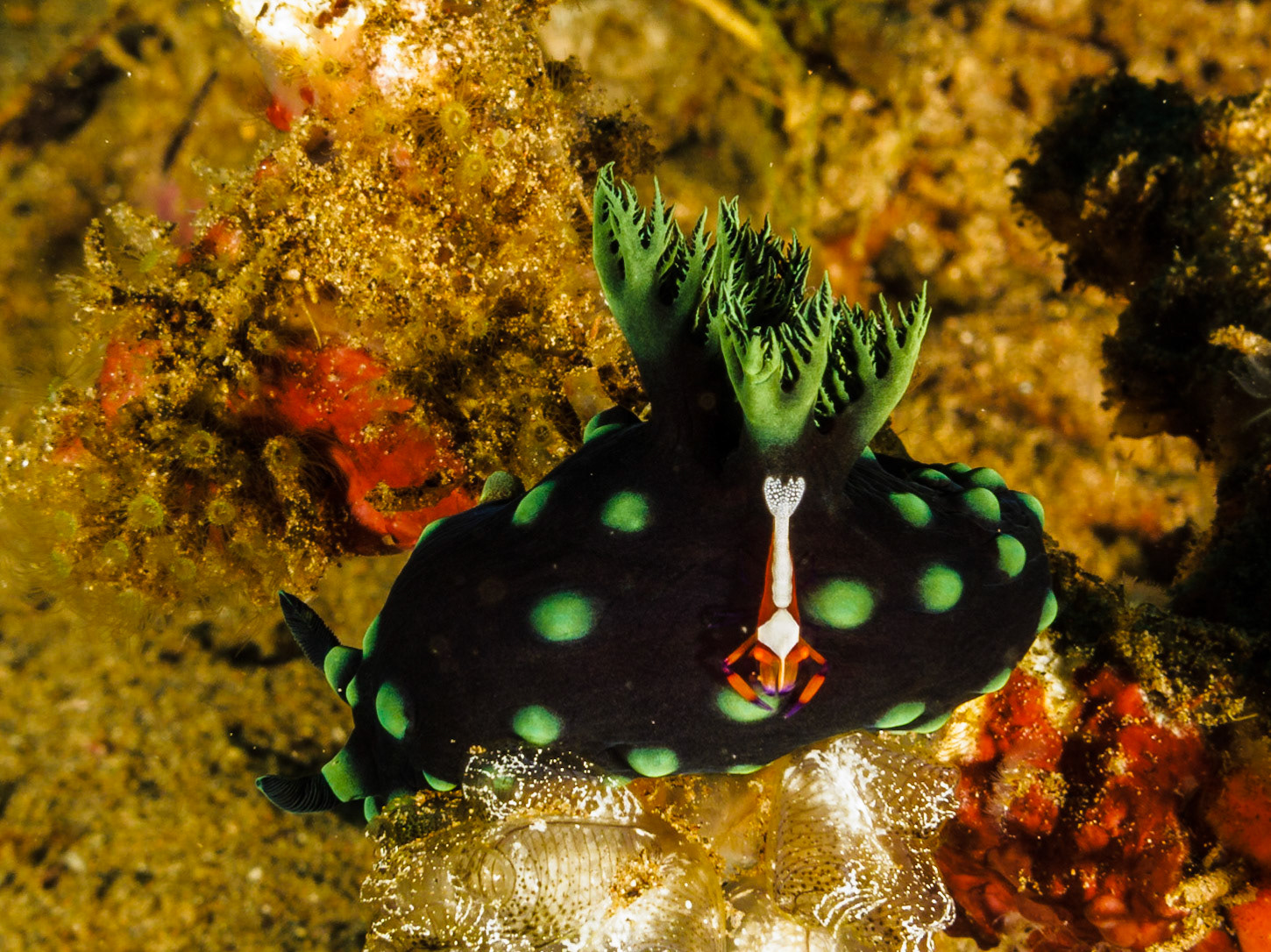 Emperor Shrimp on Nemobratha cristata