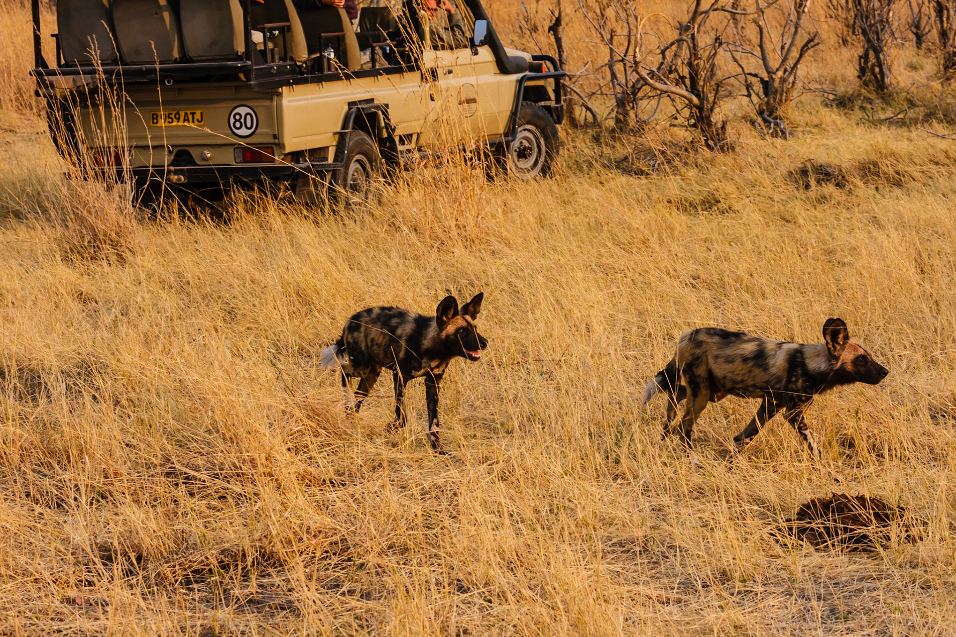 Wild Dogs
