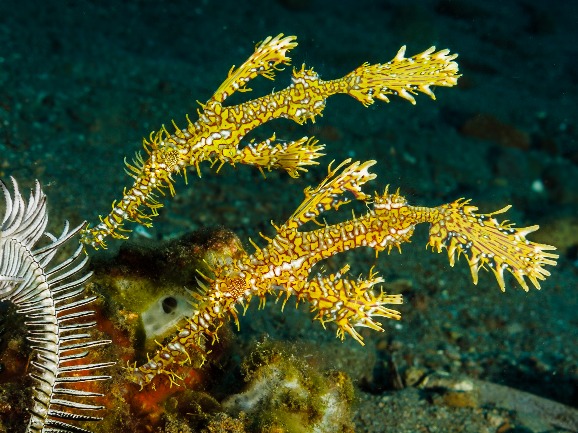 Ornate Ghost Pipefish