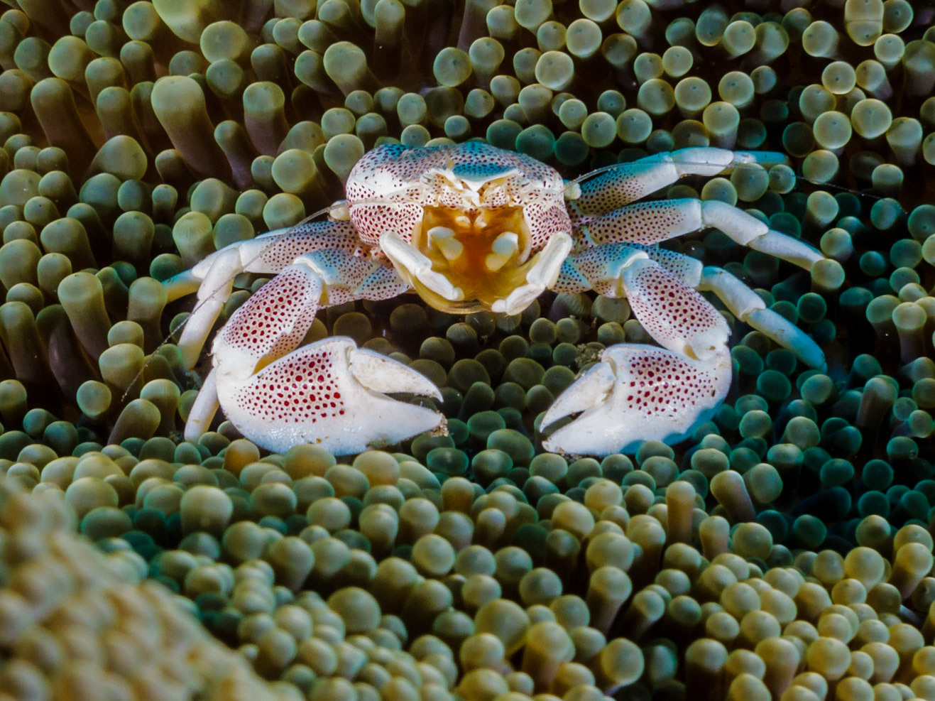 Spotted Porcelain Crab