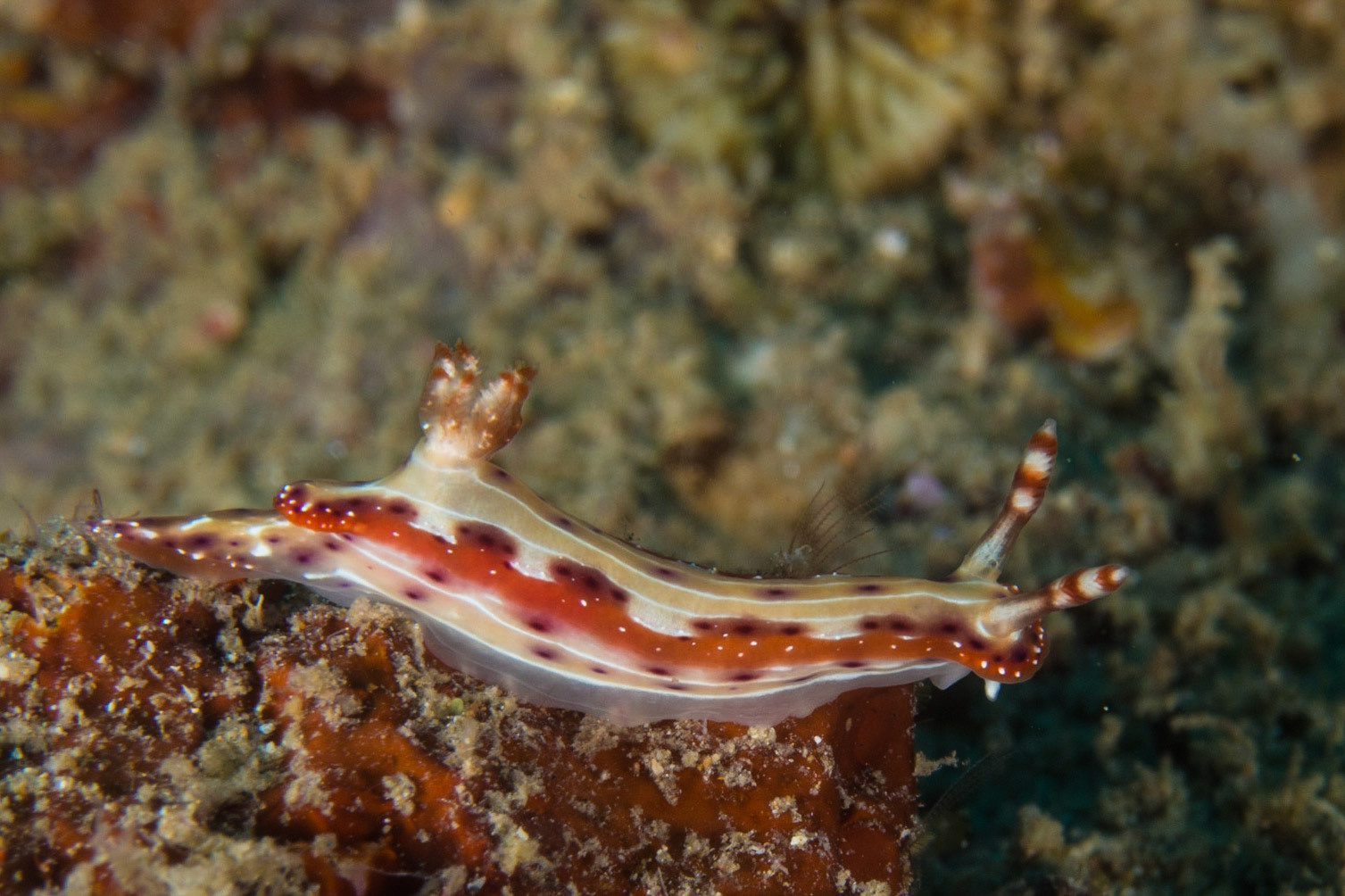 Hypselodoris maculosa