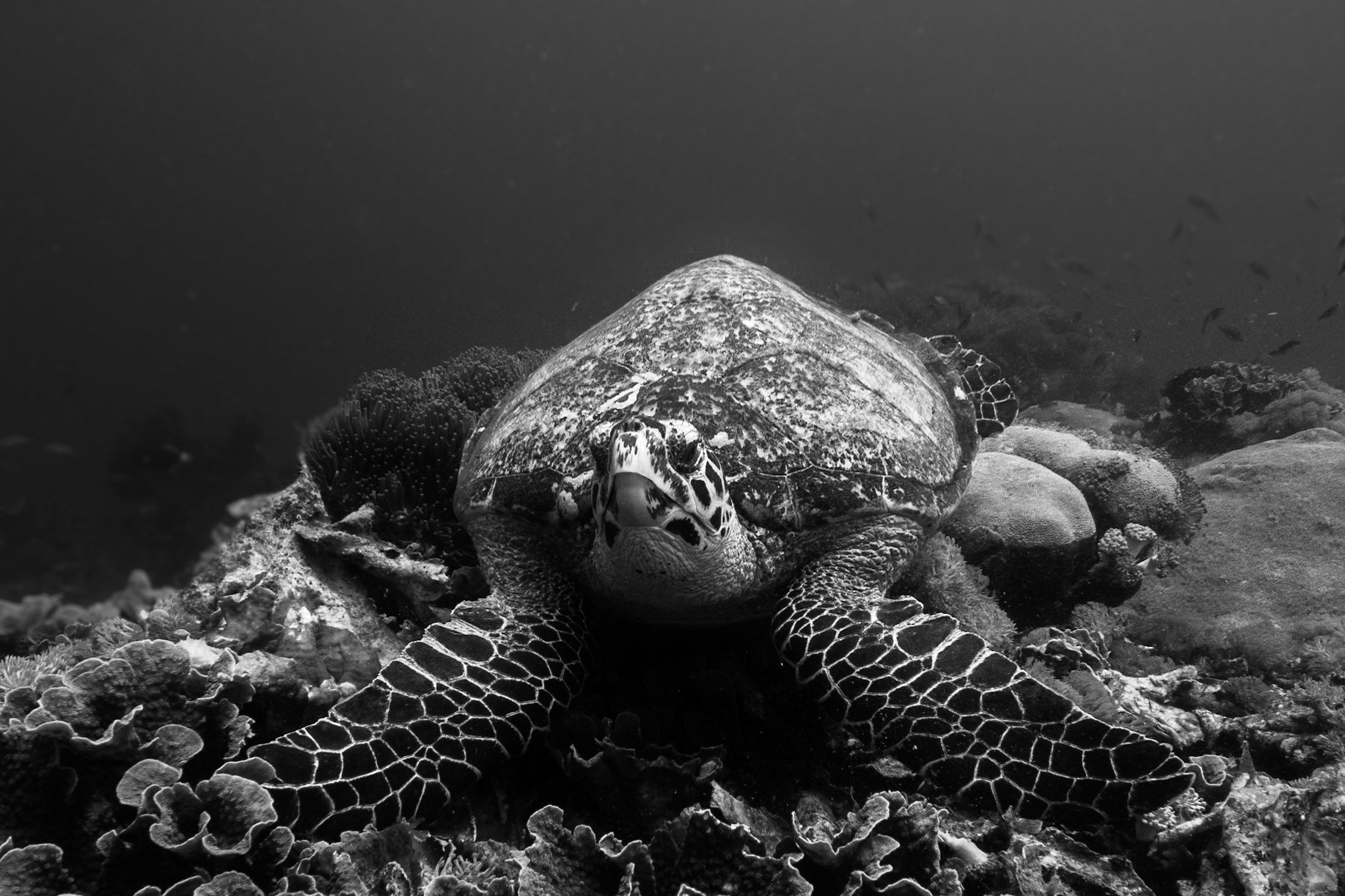 Hawksbill Turtle