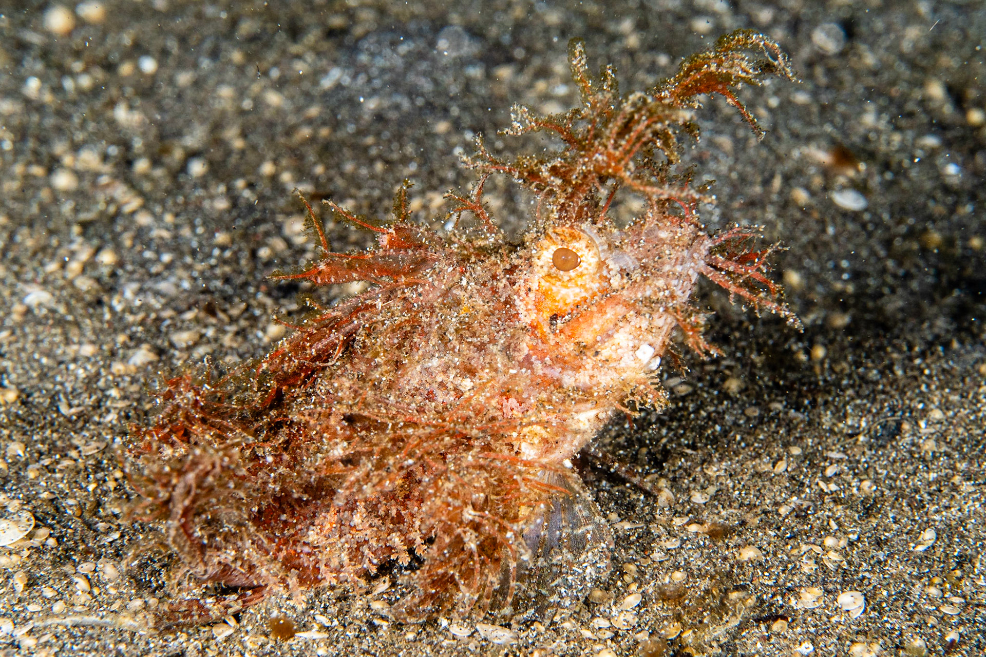 Ambon Scorpionfish