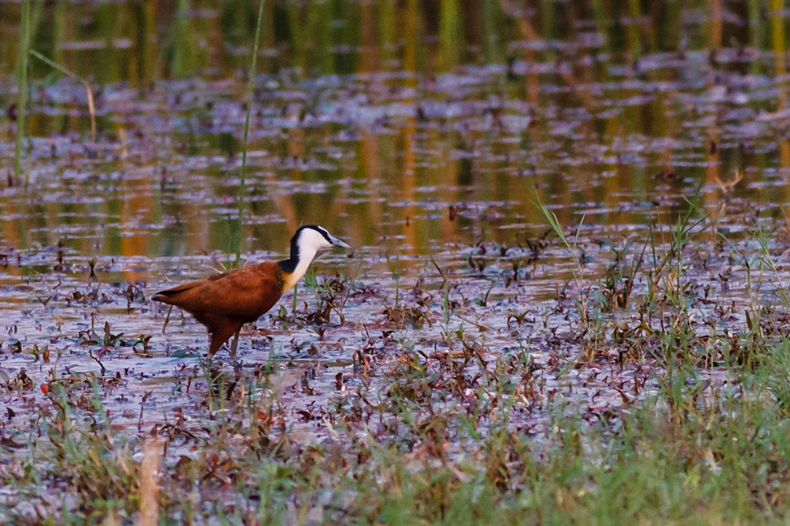 African Jacana