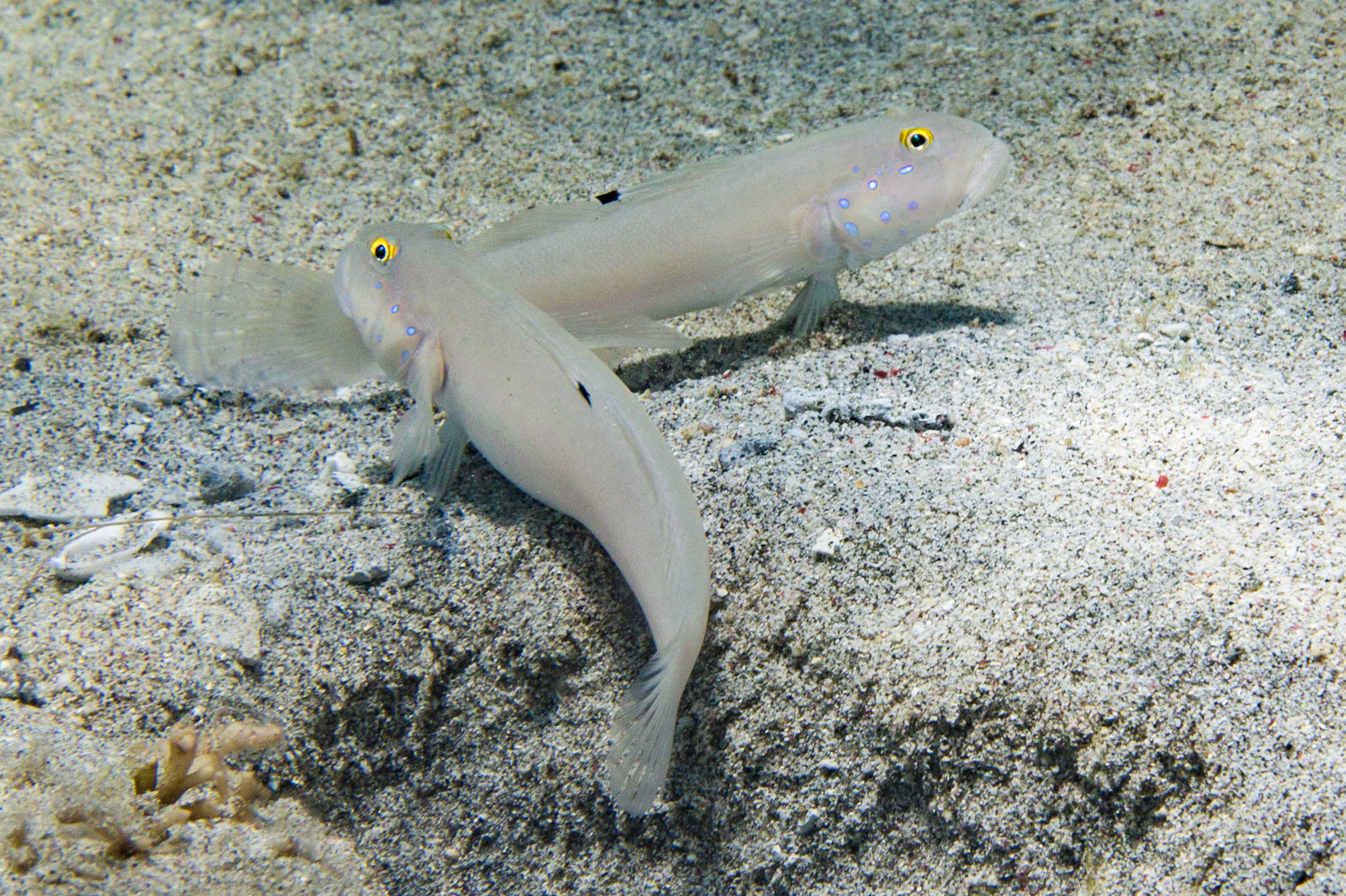 Sixspot Goby