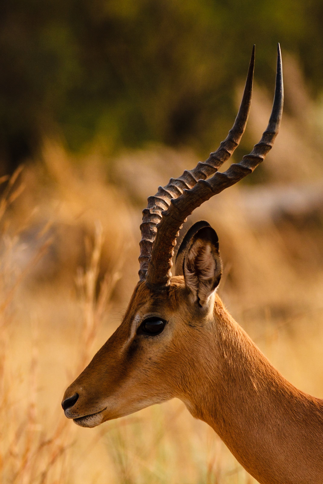 Impala