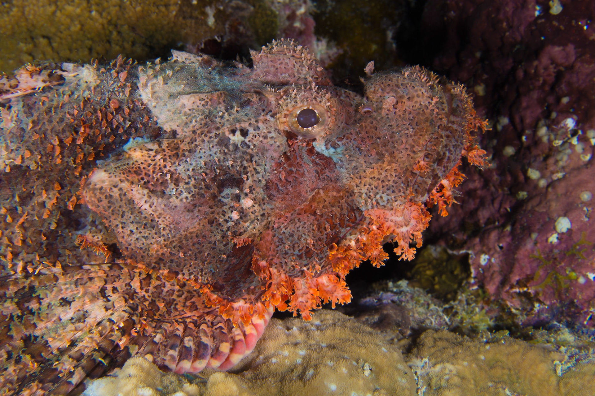 Tasseled Scorpionfish