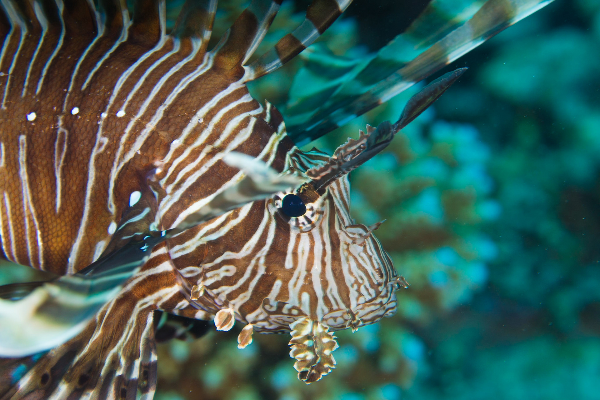 Indian Lionfish
