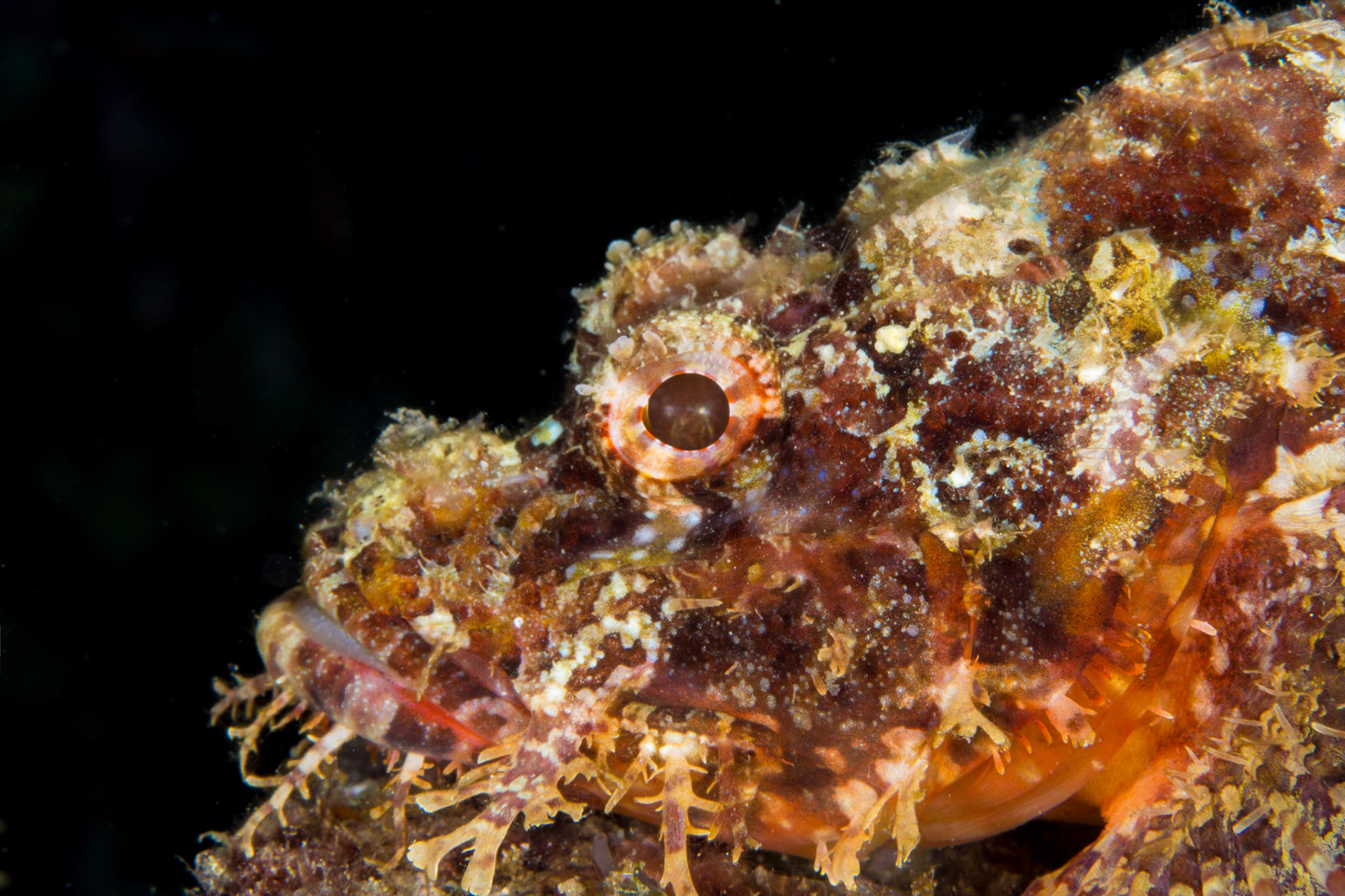 Tasseled Scorpionfish
