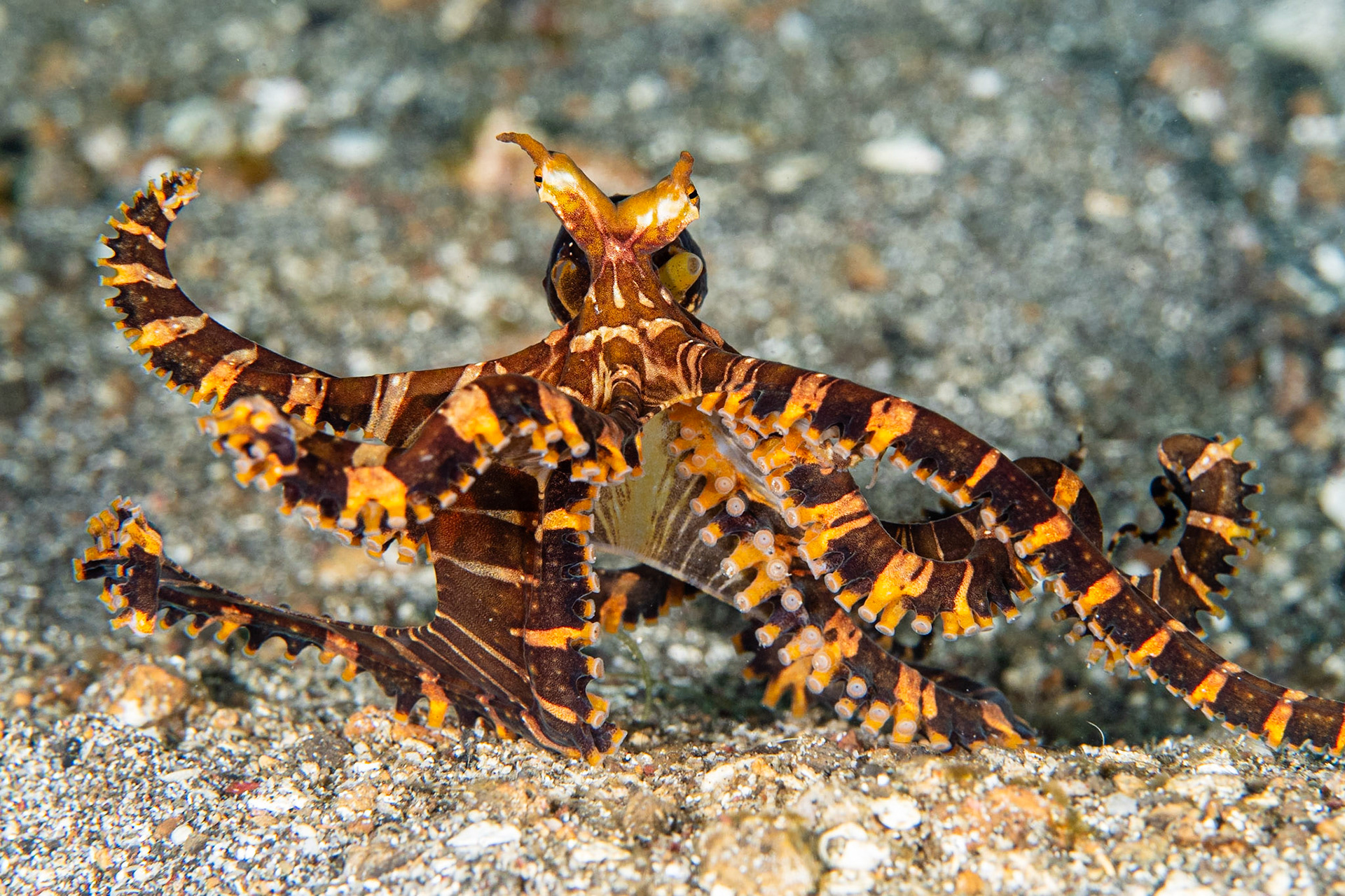 Wunderpus