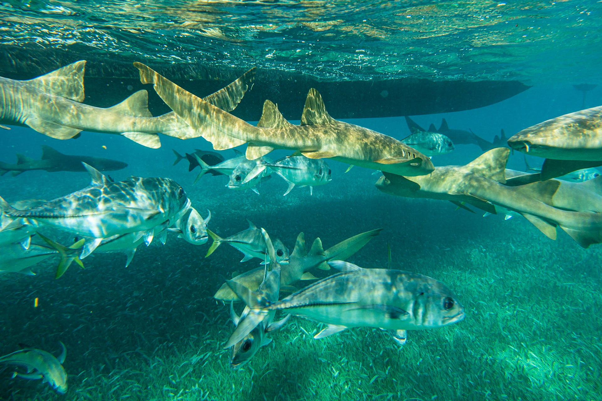Horse-eye Jack and Nurse Shark
