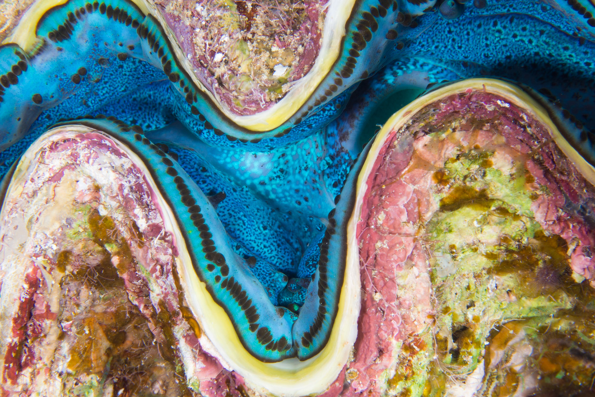 Fluted Giant Clam