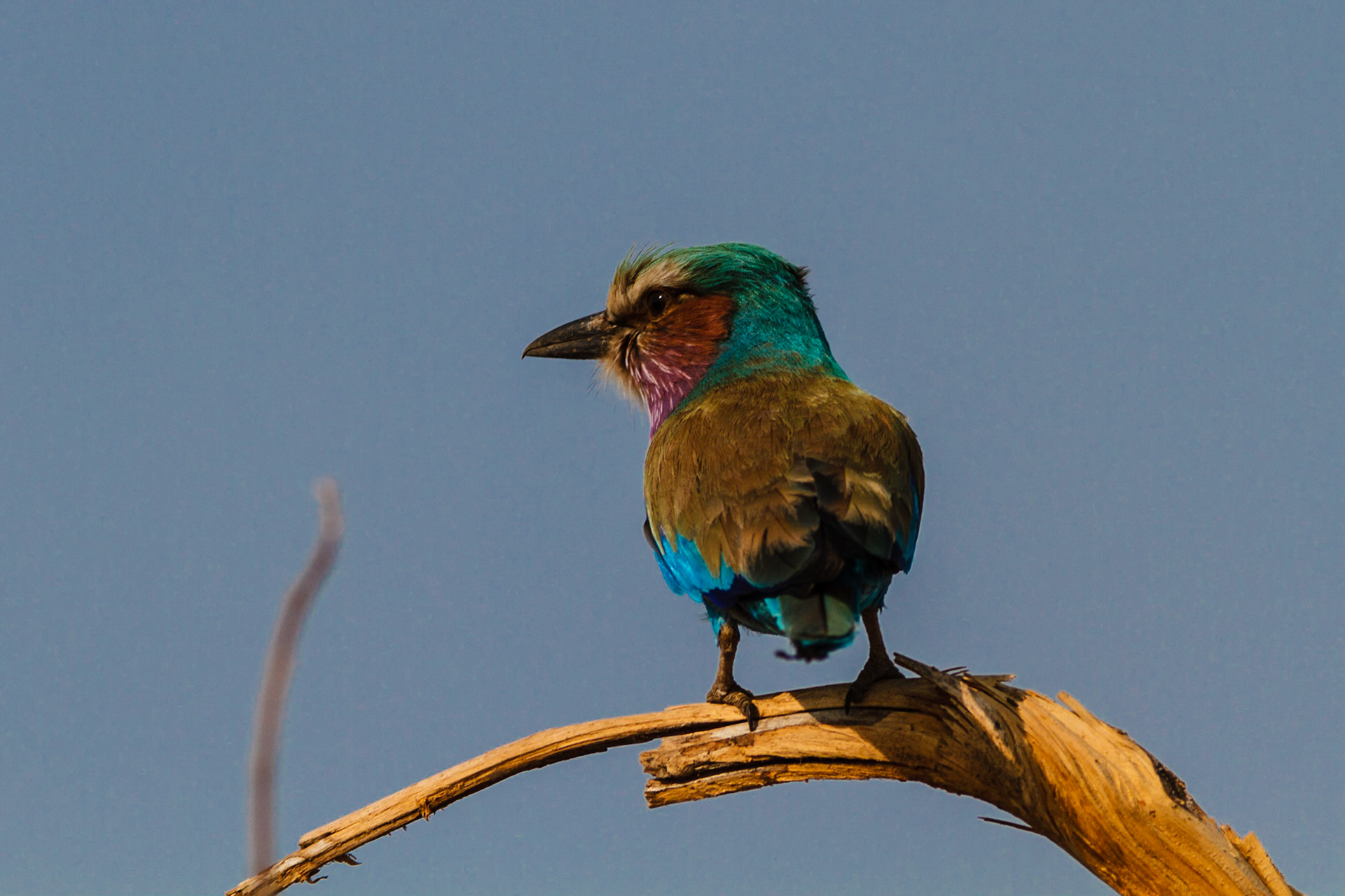 Lilac-breasted Roller