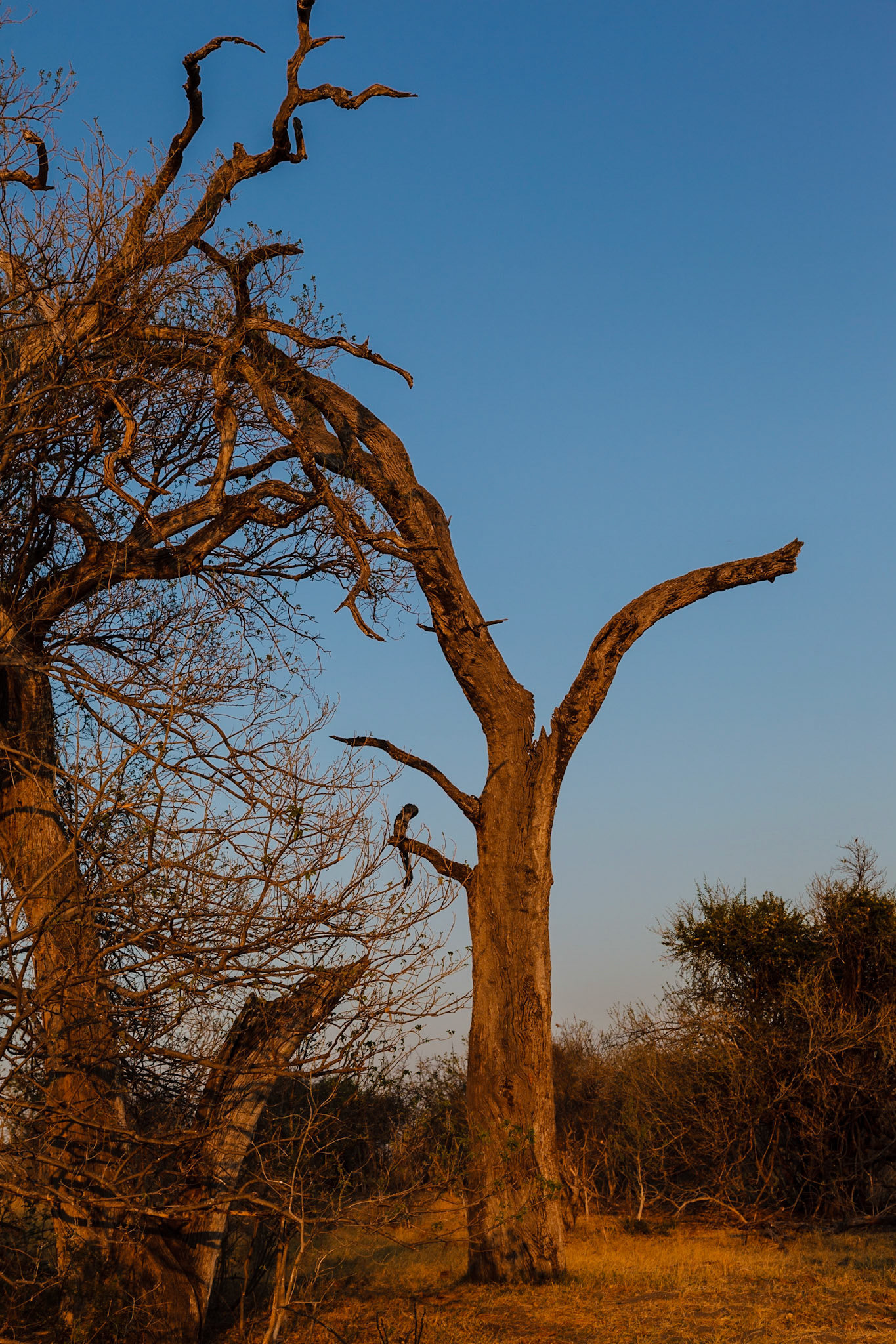 Trees