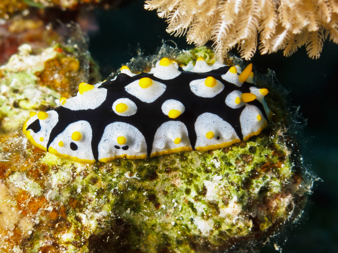 Rueppell's Wart Slug