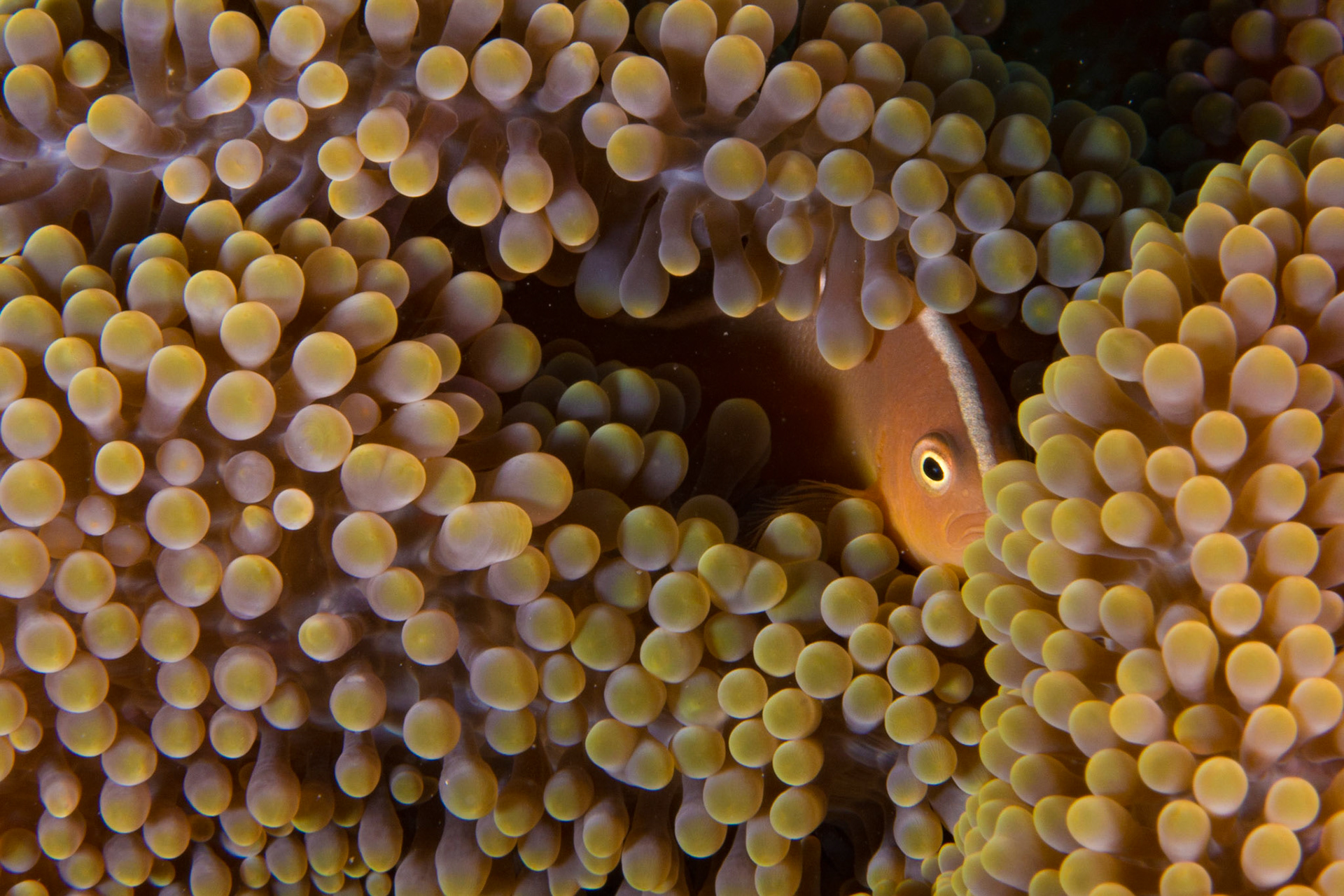 Orange Anemonefish and Merten's Anemone
