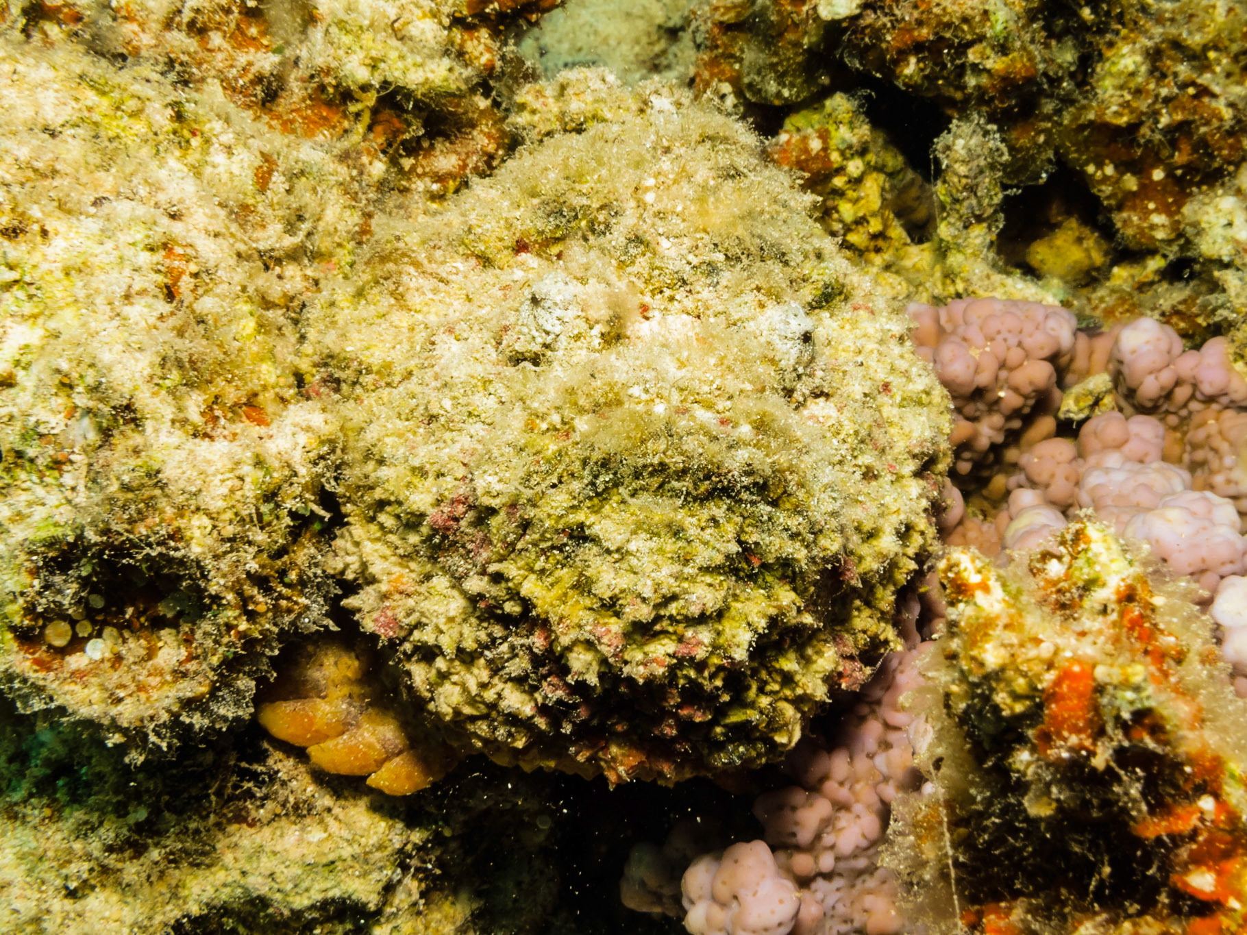 Stonefish