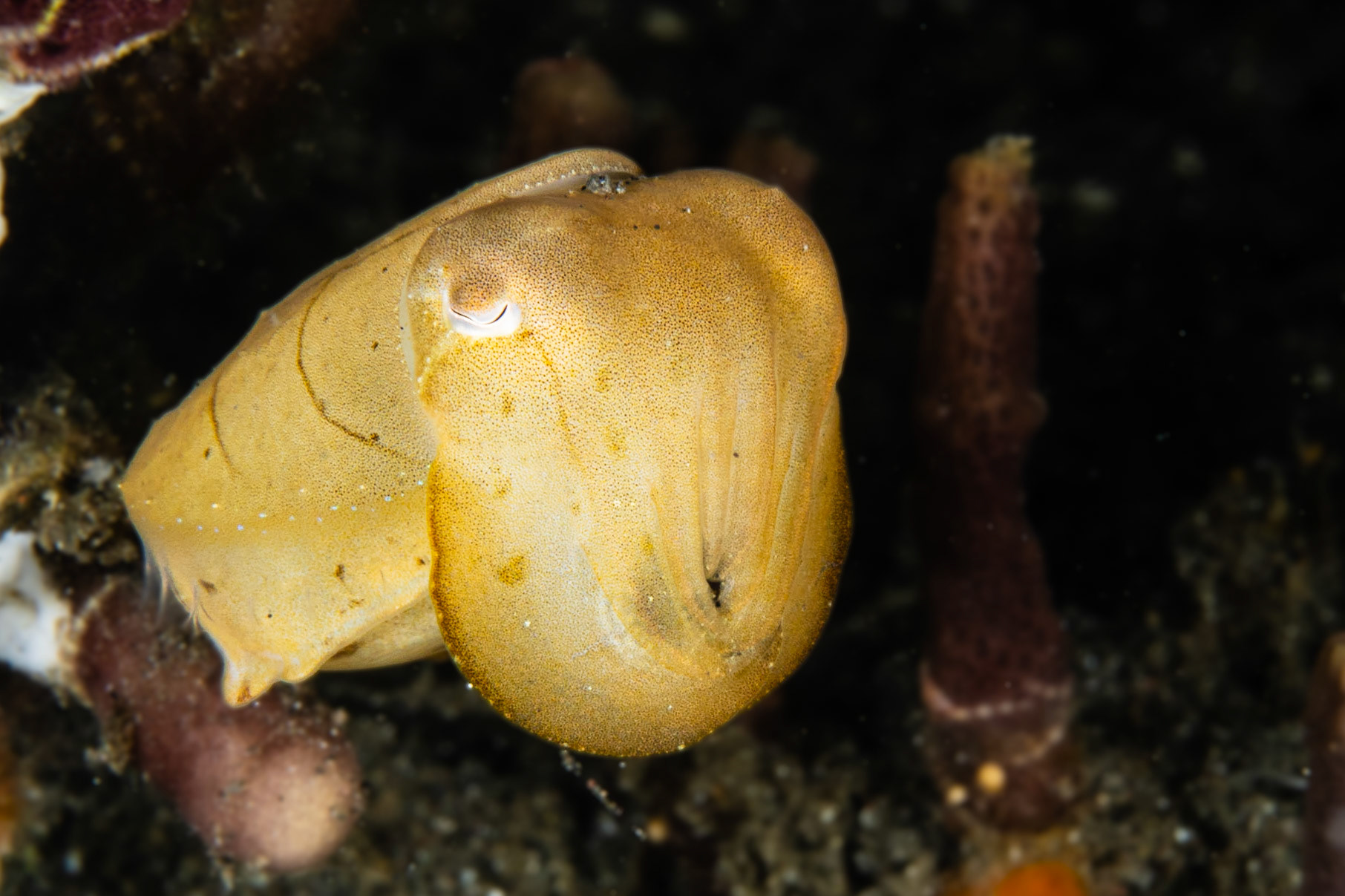Broadclub Cuttlefish