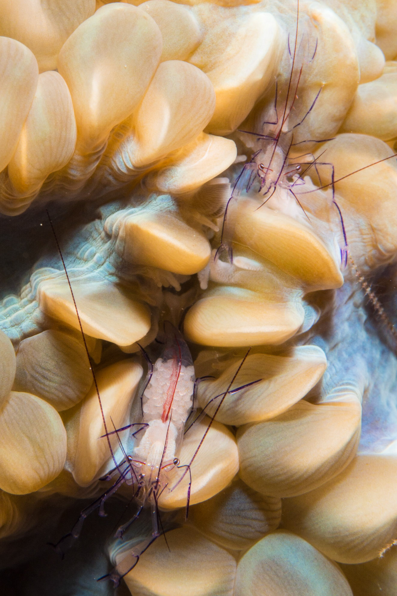 Bubble Coral Shrimp
