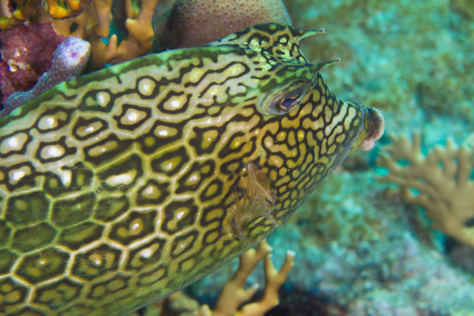 Honeycomb Cowfish