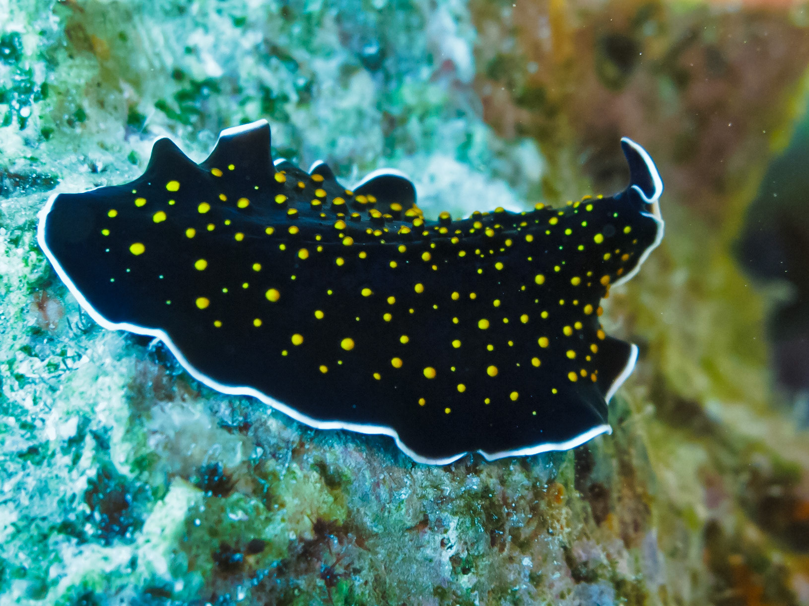 Gold-dotted Flatworm
