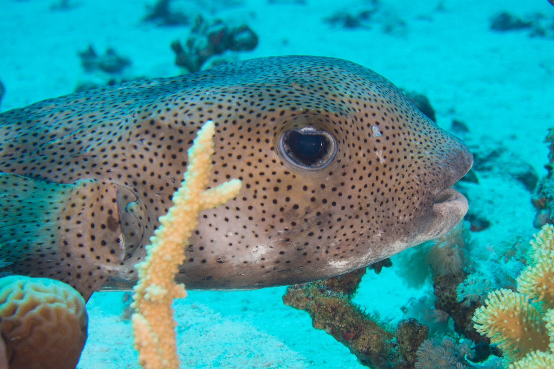 Porcupinefish