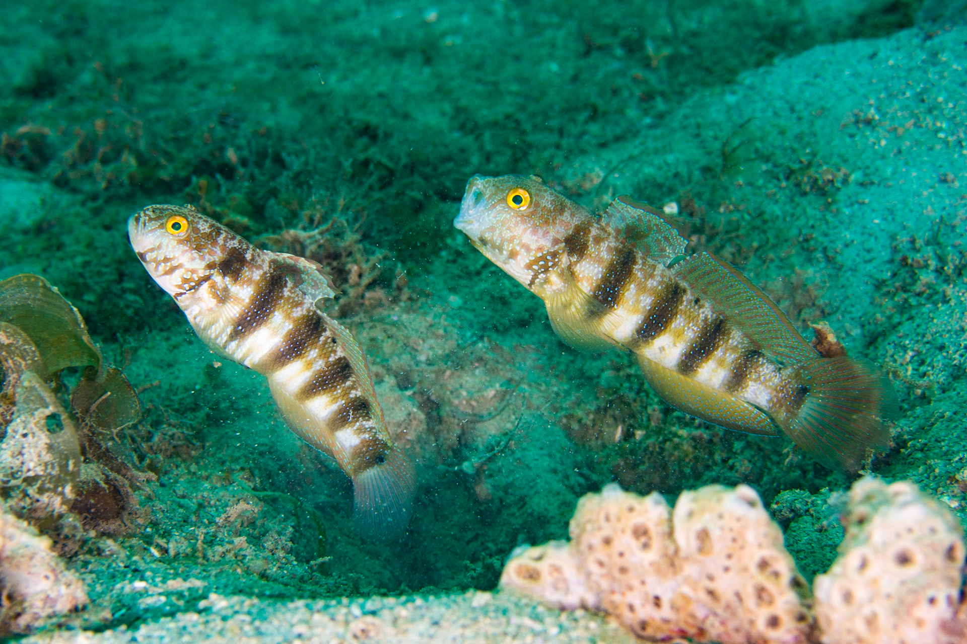 Sphynx Goby