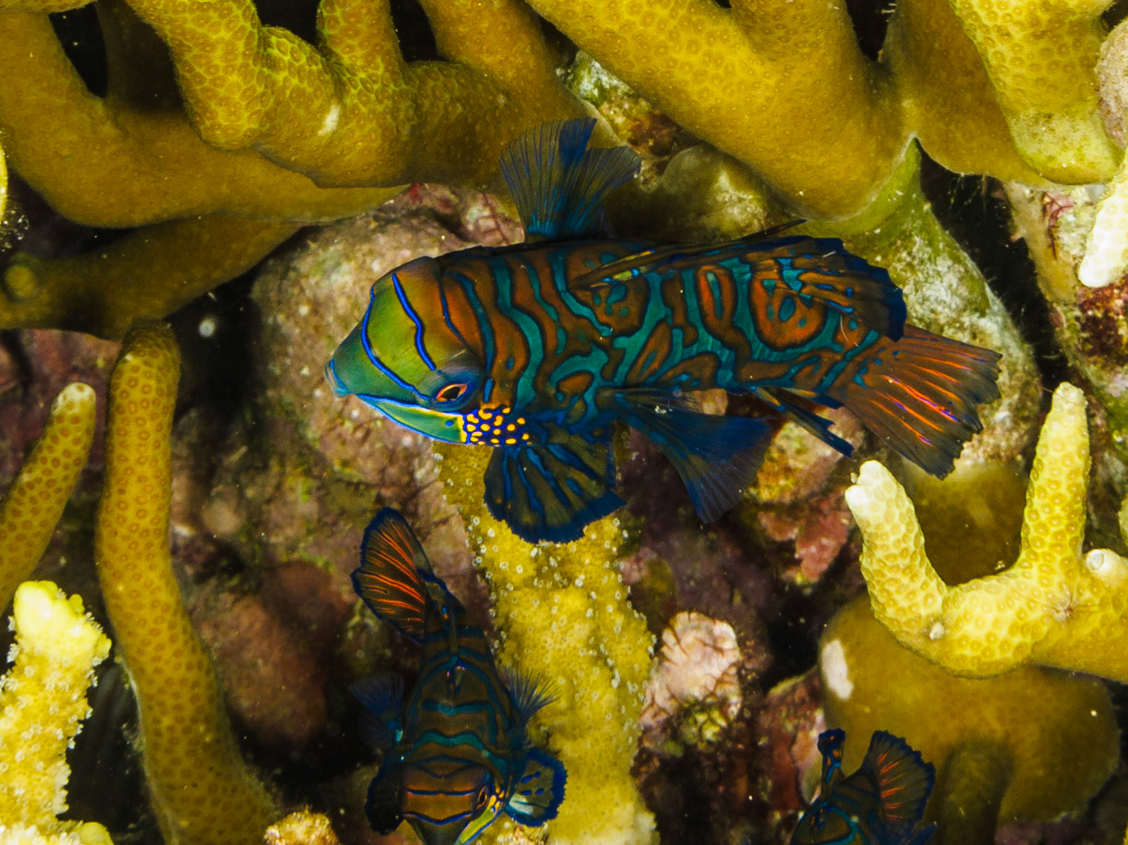 Mandarinfish