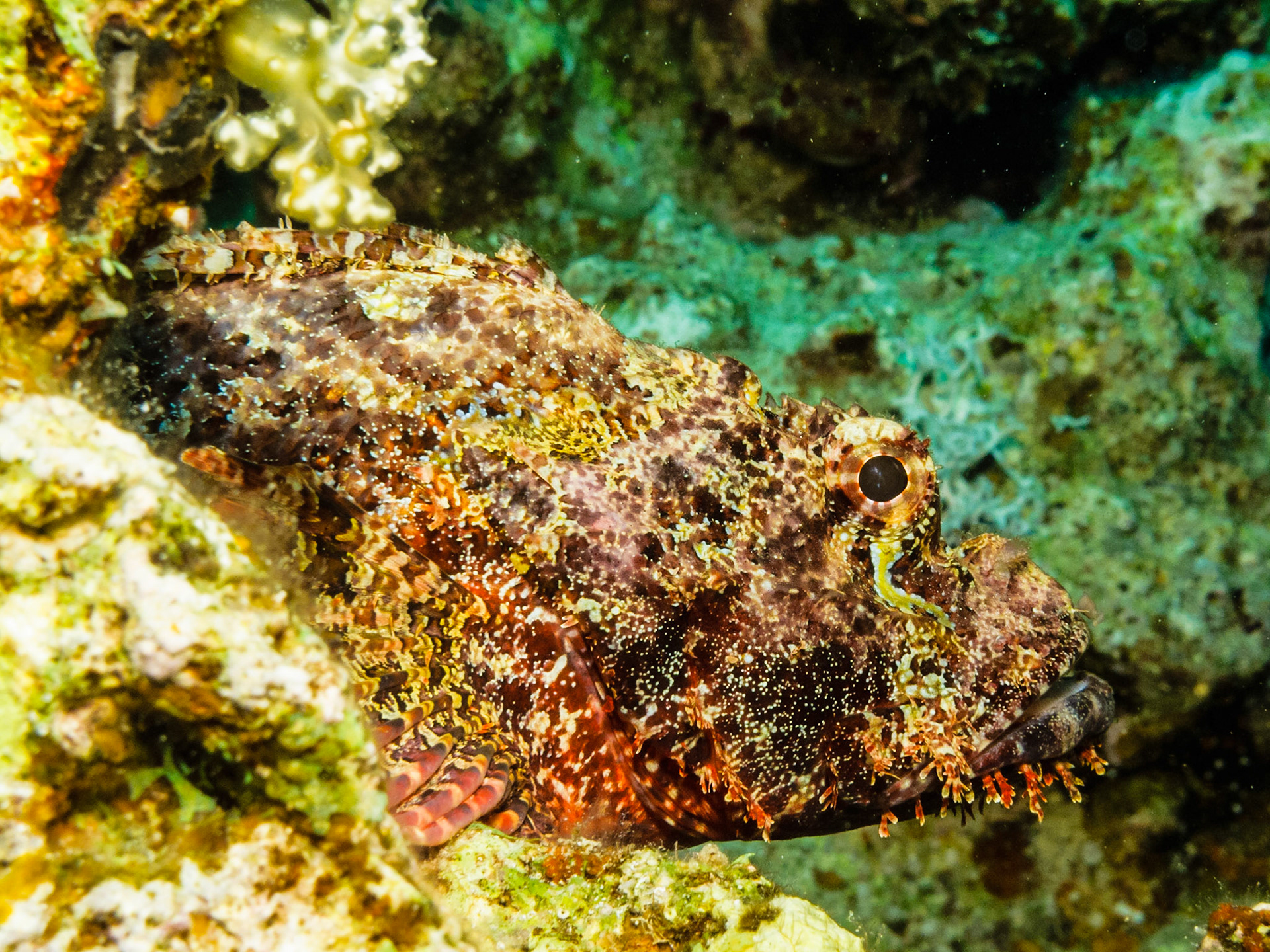 Smallscale Scorpionfish
