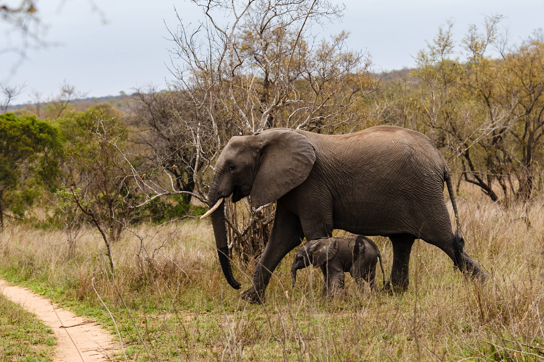 African Elephant