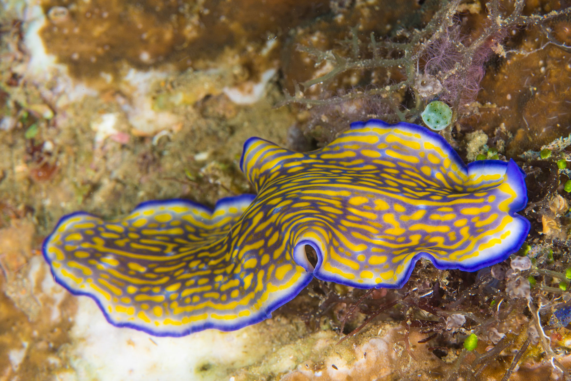 Gravier's Flatworm
