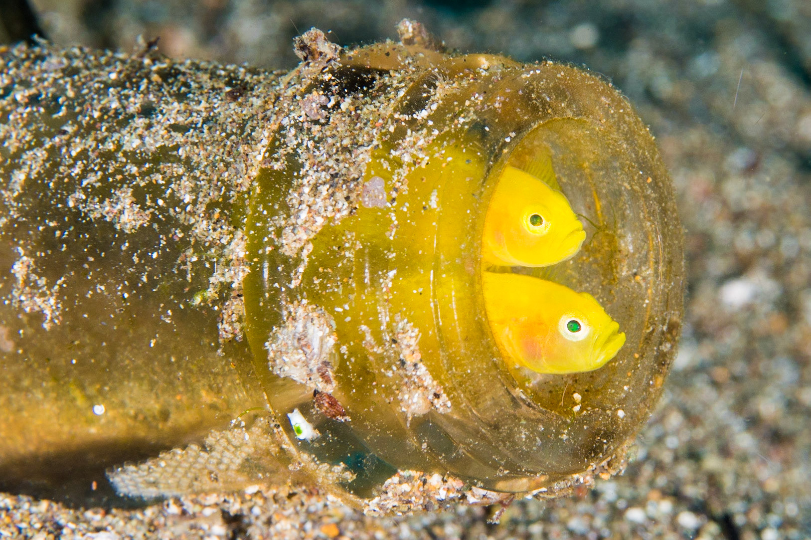 Ornate Gobies