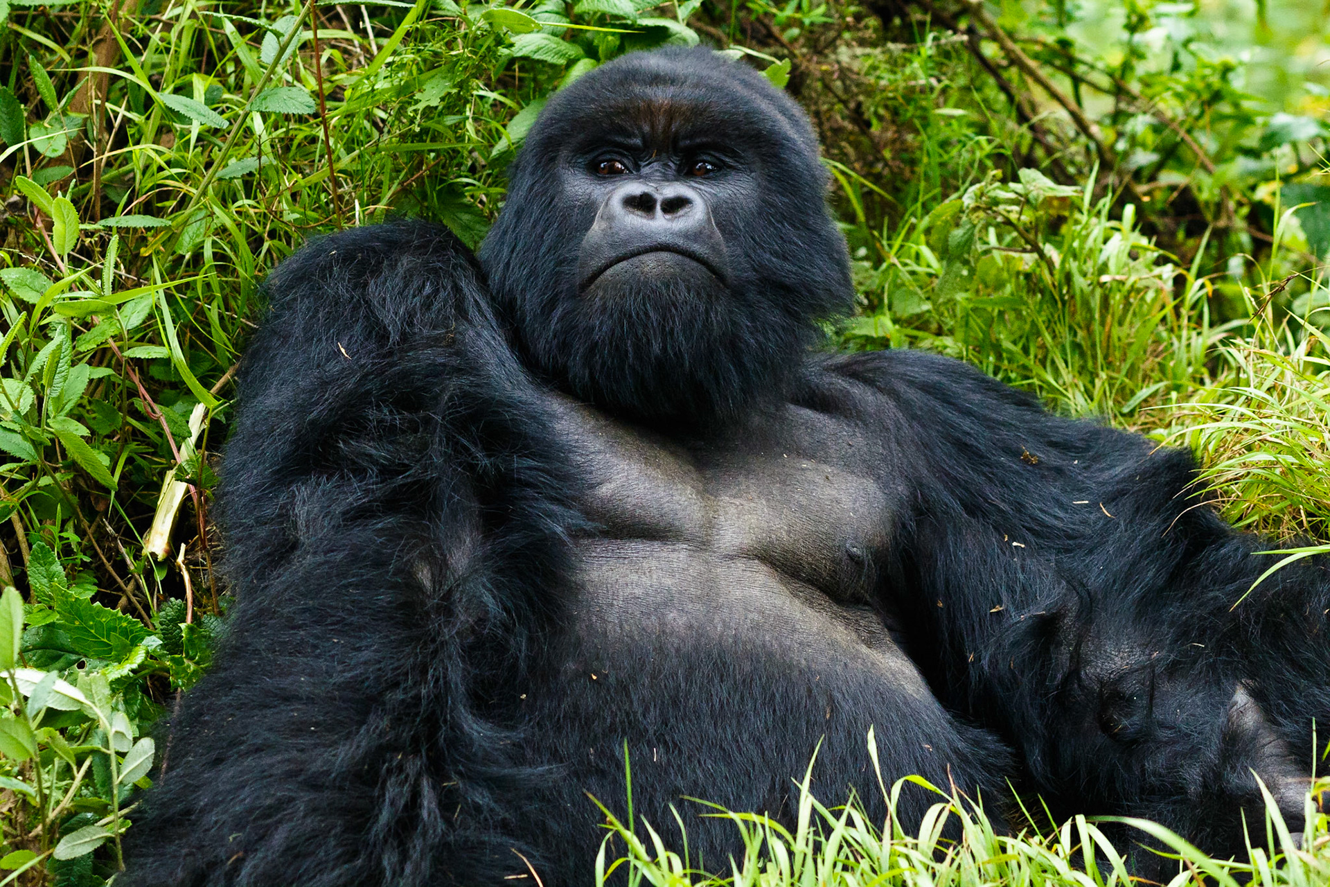 Silverback Mountain Gorilla