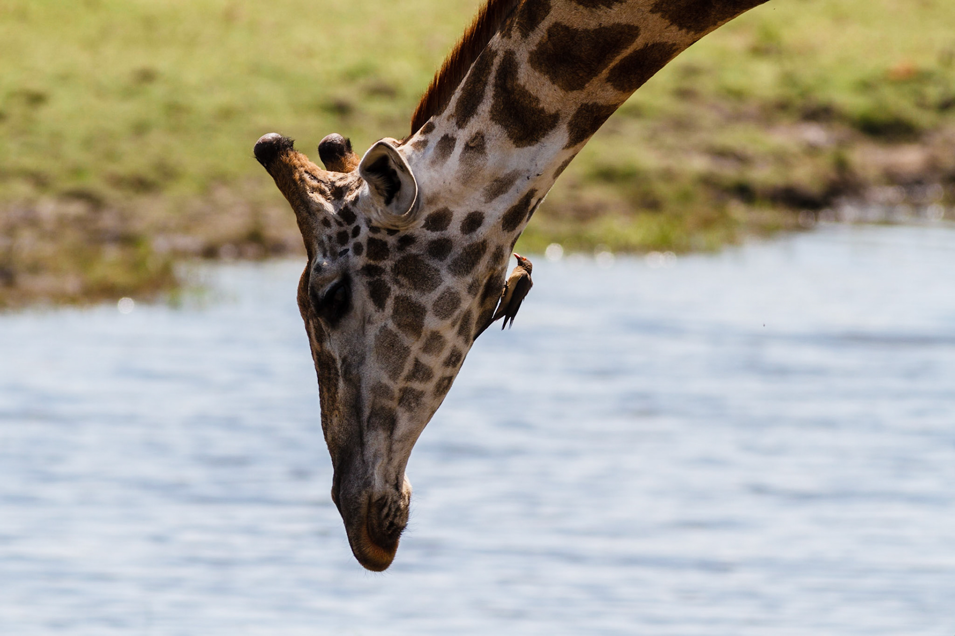Giraffe drinking
