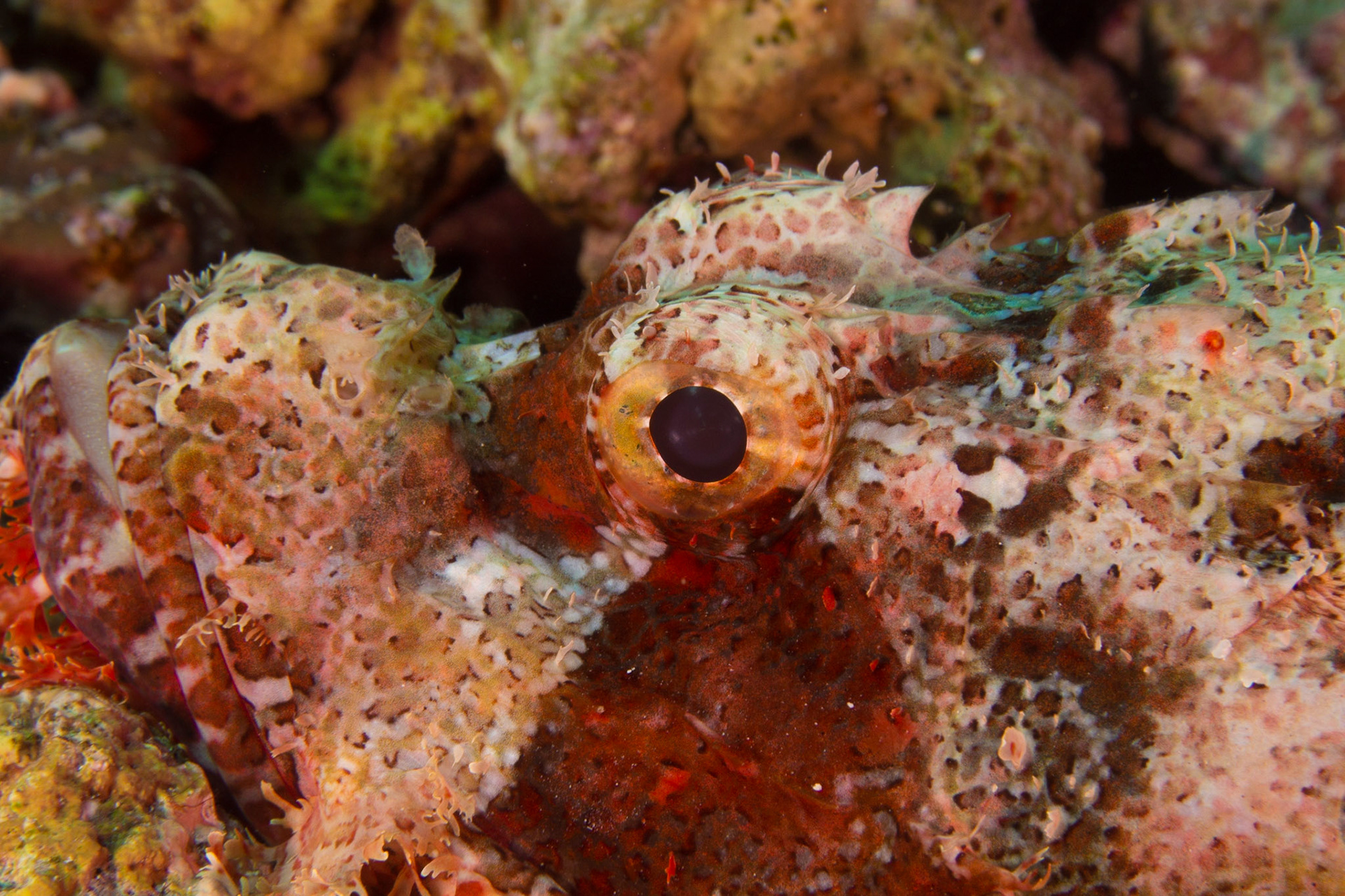 Tasseled Scorpionfish