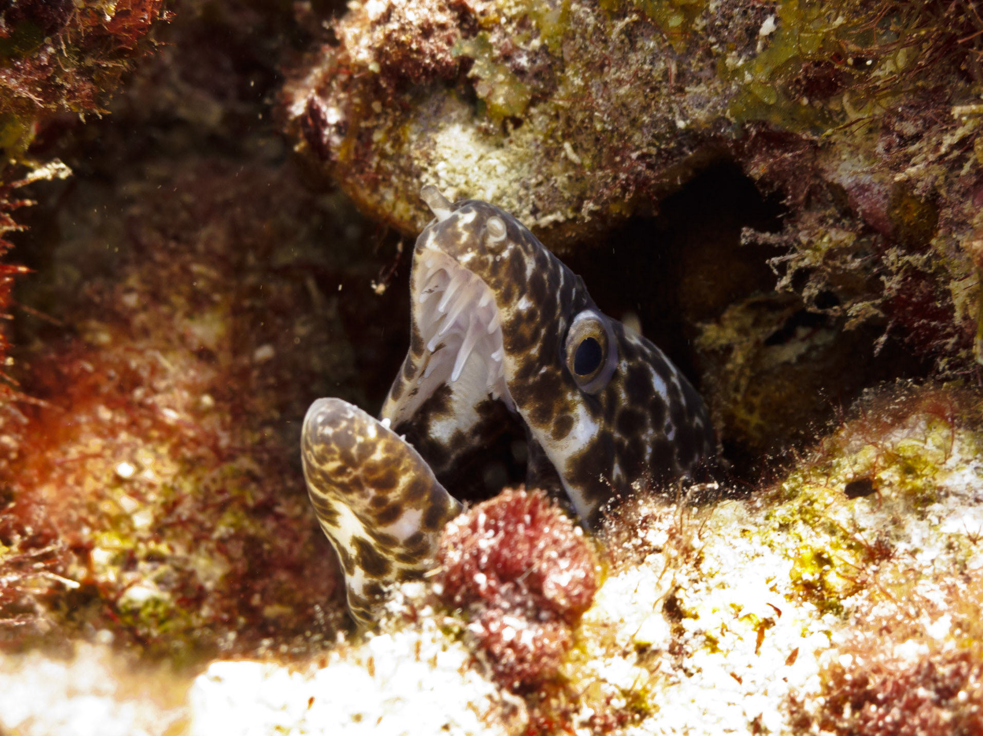 Spotted Moray Eel