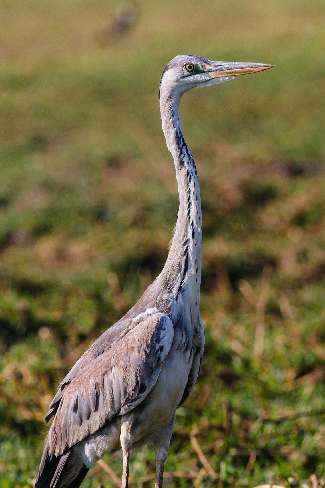 Grey Heron