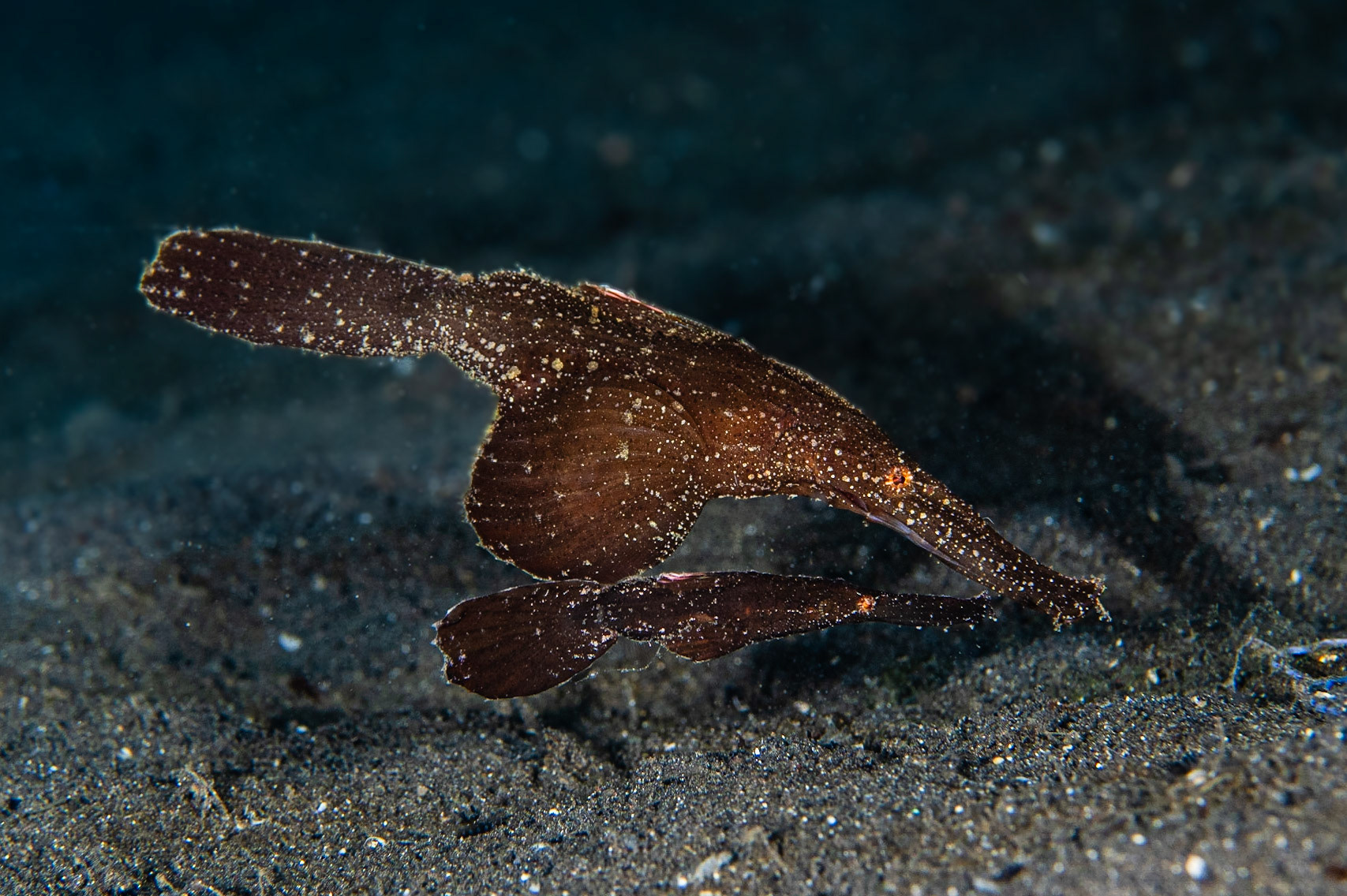 Robust Ghost Pipefish